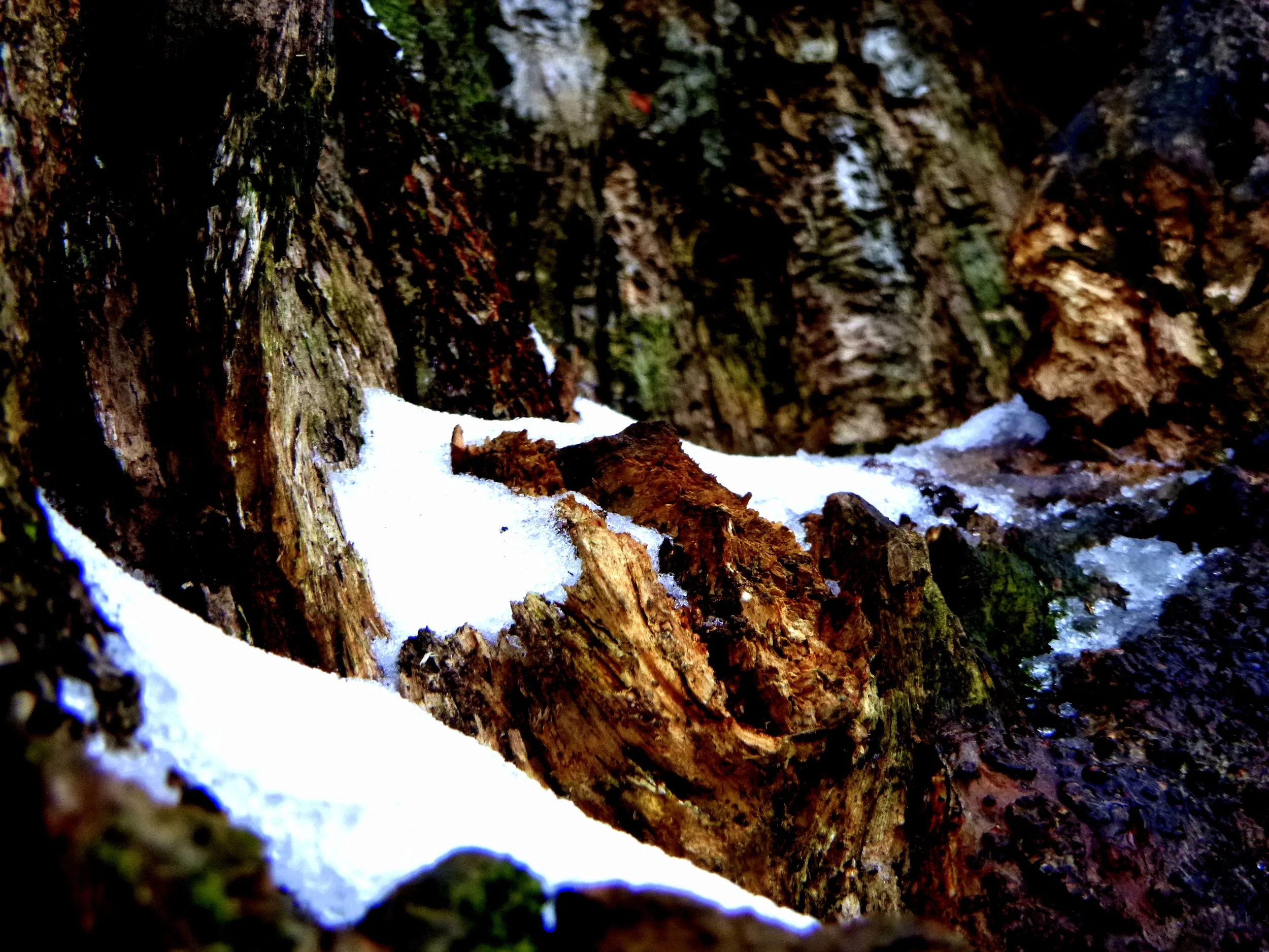 Cyan D. -  R.A. Riddell Elementary School