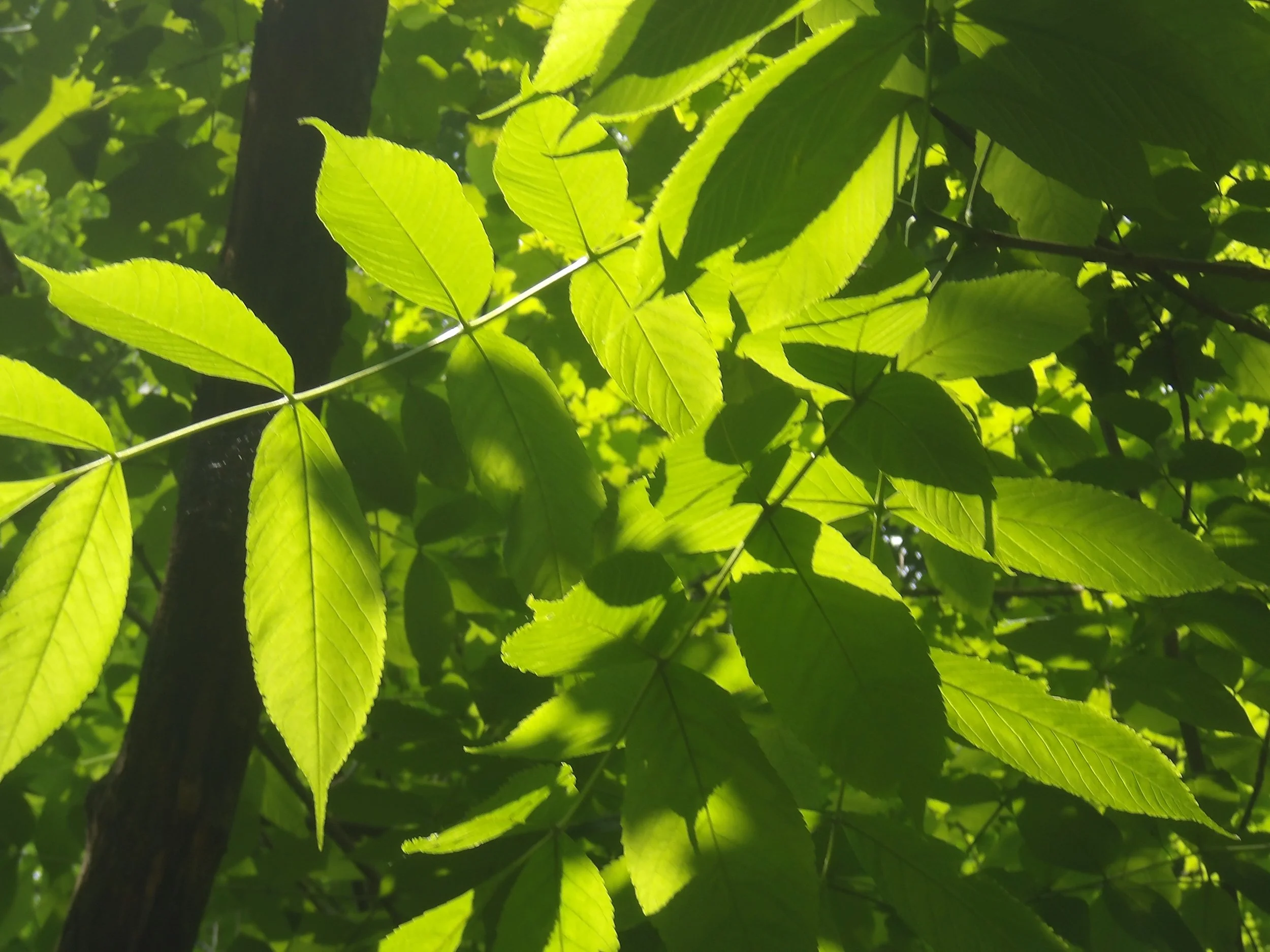 Quinn R. - St. Thomas More CS