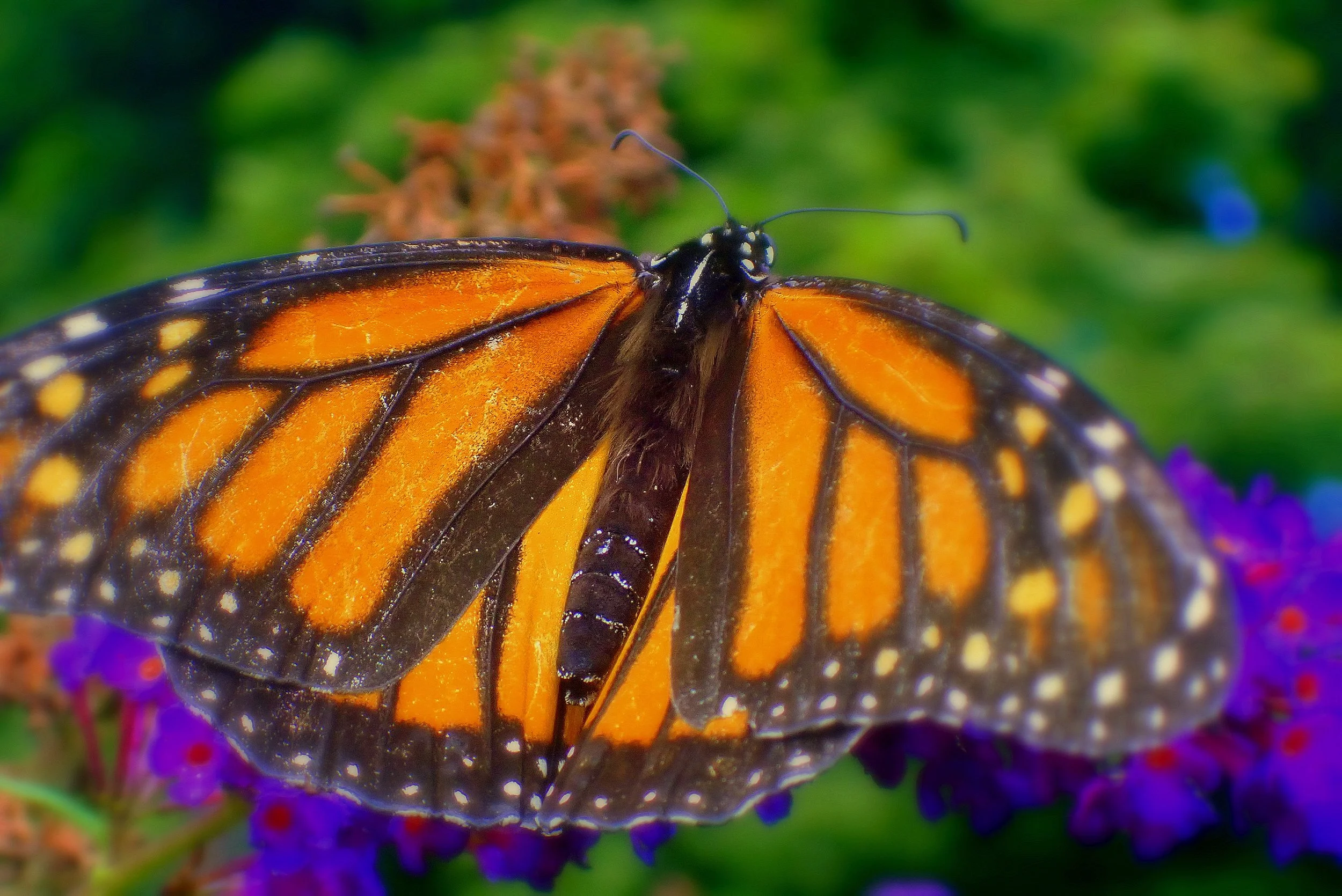 How to Capture a Butterfly with Focus on Nature!