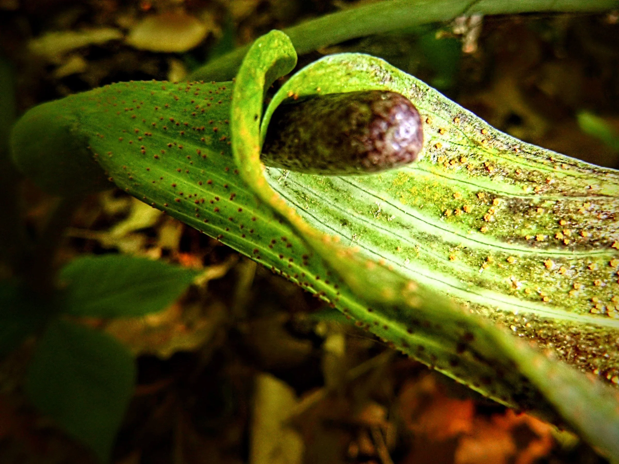 Back to the Basics: Why Nature Photography