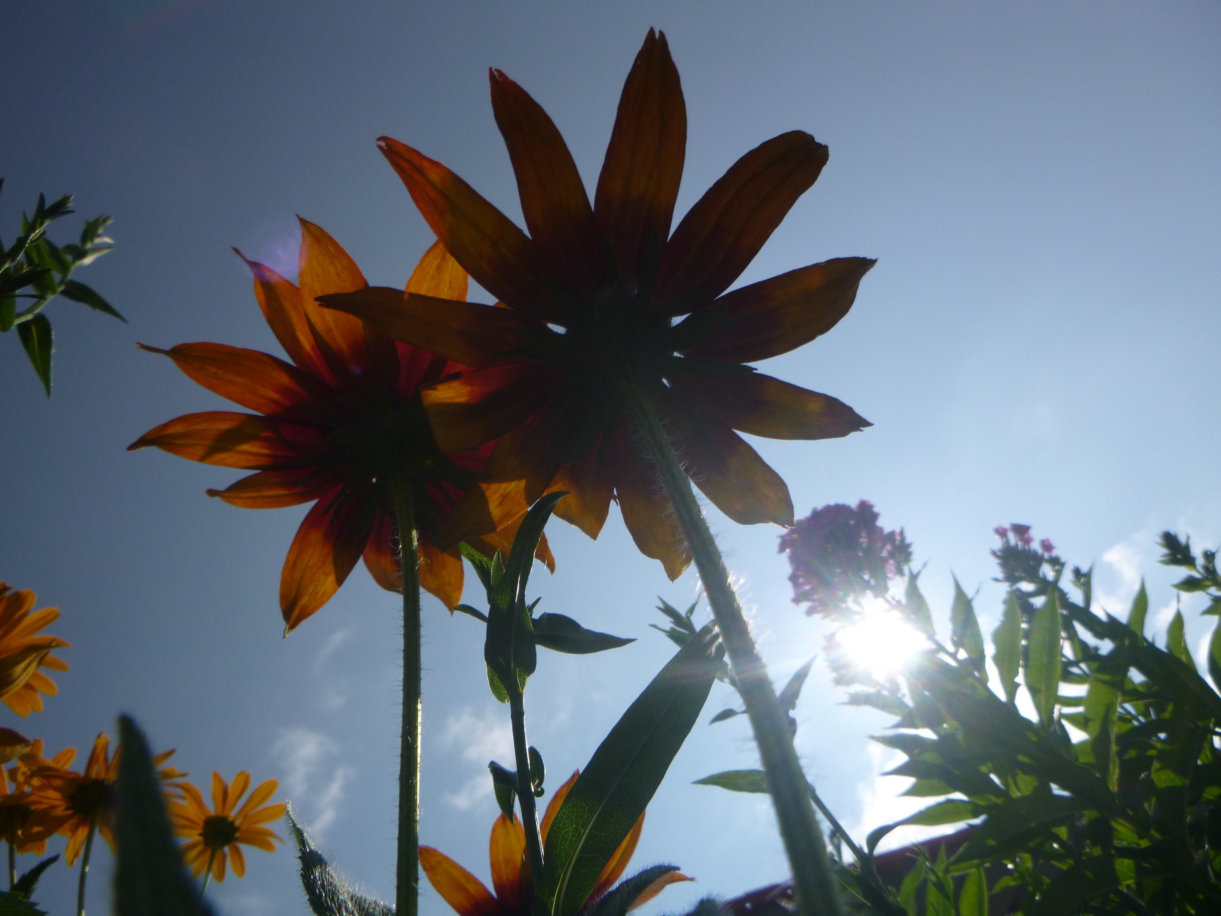 Sun Too Sunny? How to Focus in the Summer