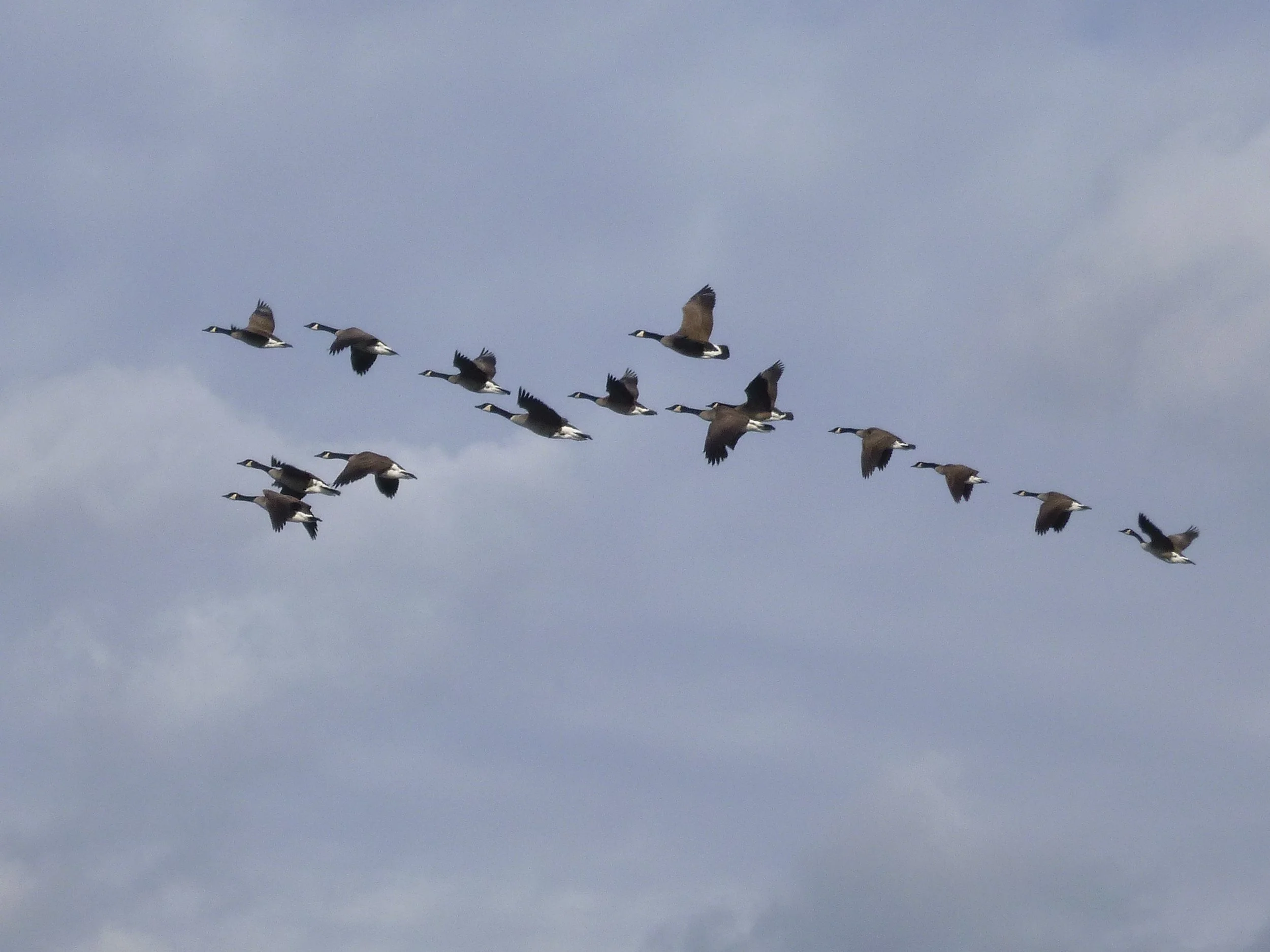 Donnie C. - Our Lady of Fatima CES