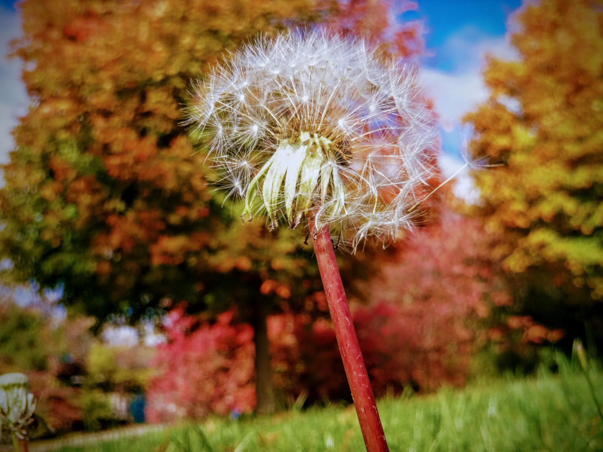 Troy V. - Brookvile PS