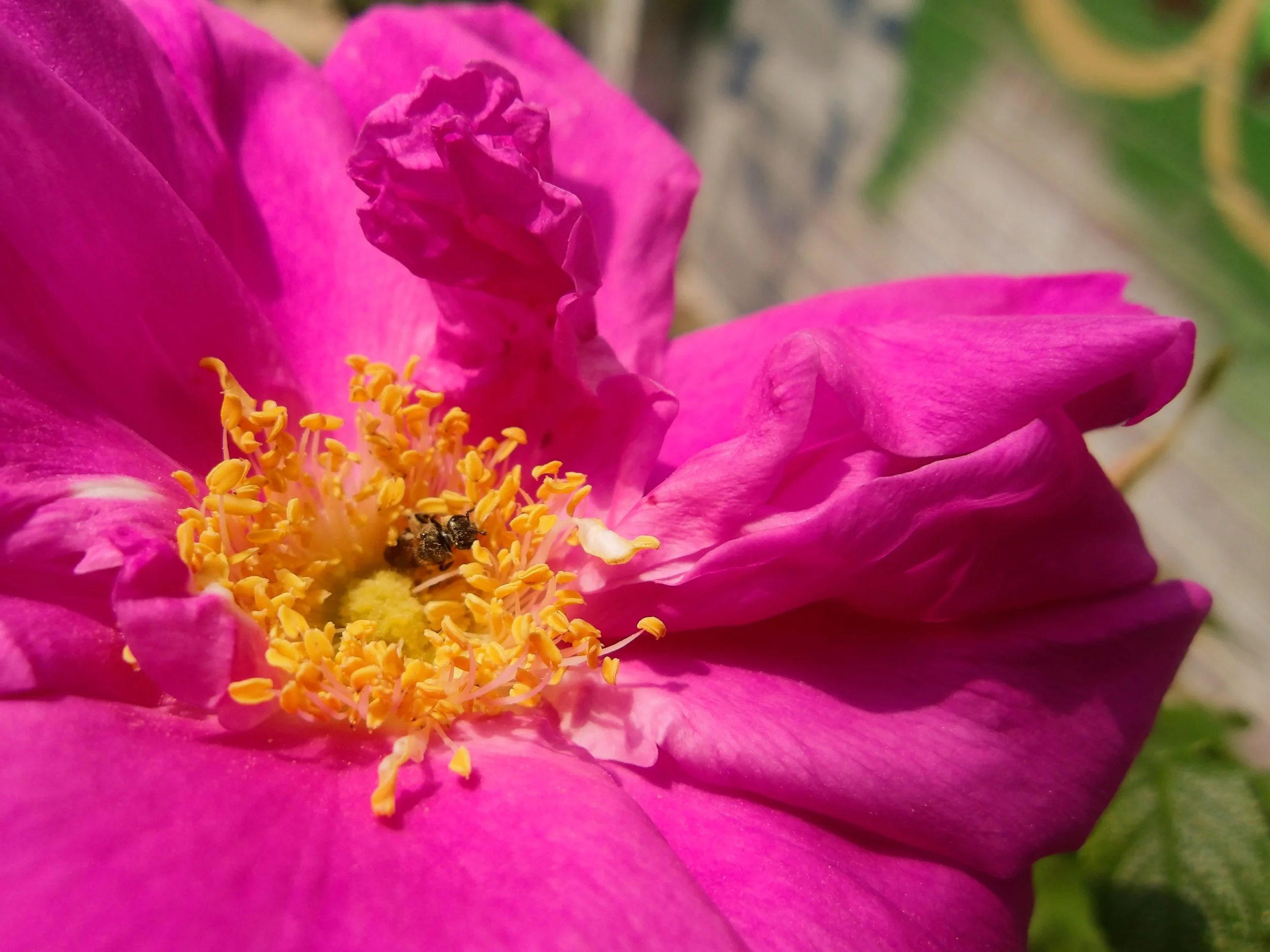 Alyana D. - St. Mary Choir & Orchestra Catholic School