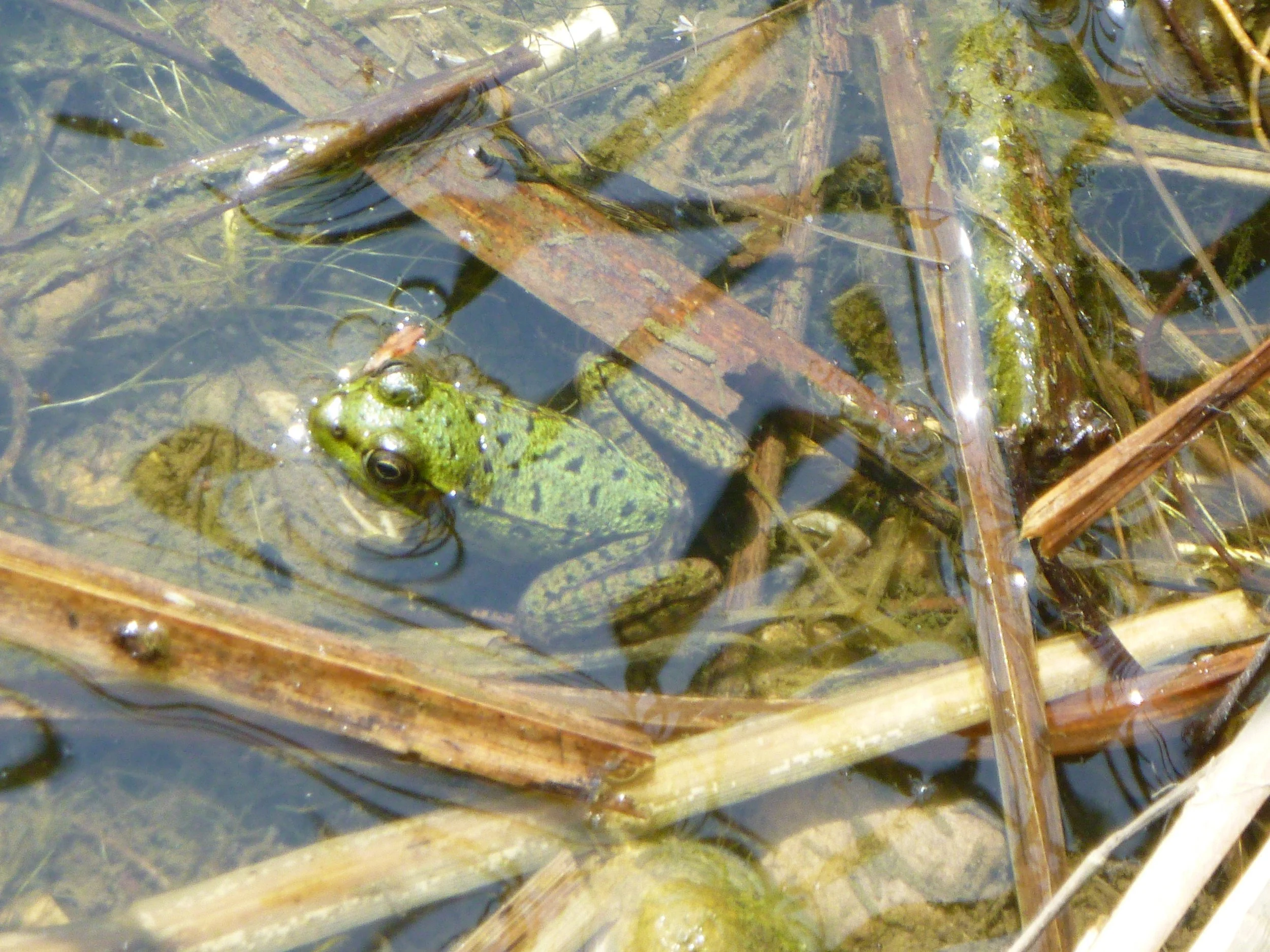 Dalmar M. - William C. Winegard PS