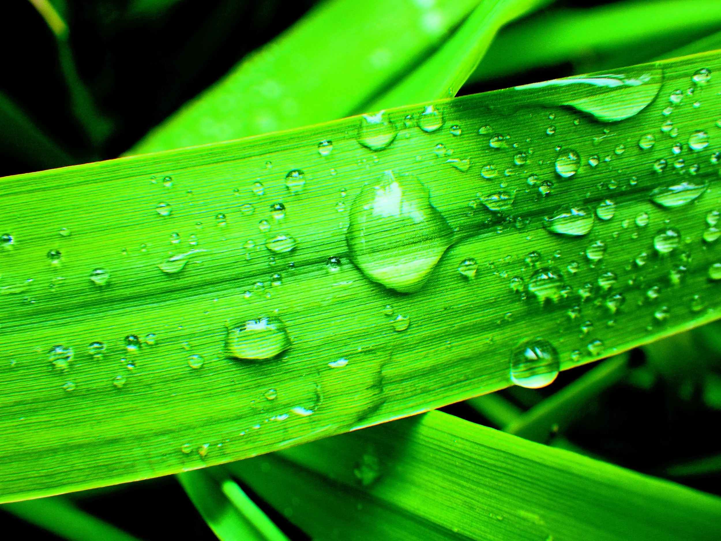 Ayush V. - W T Townshend PS