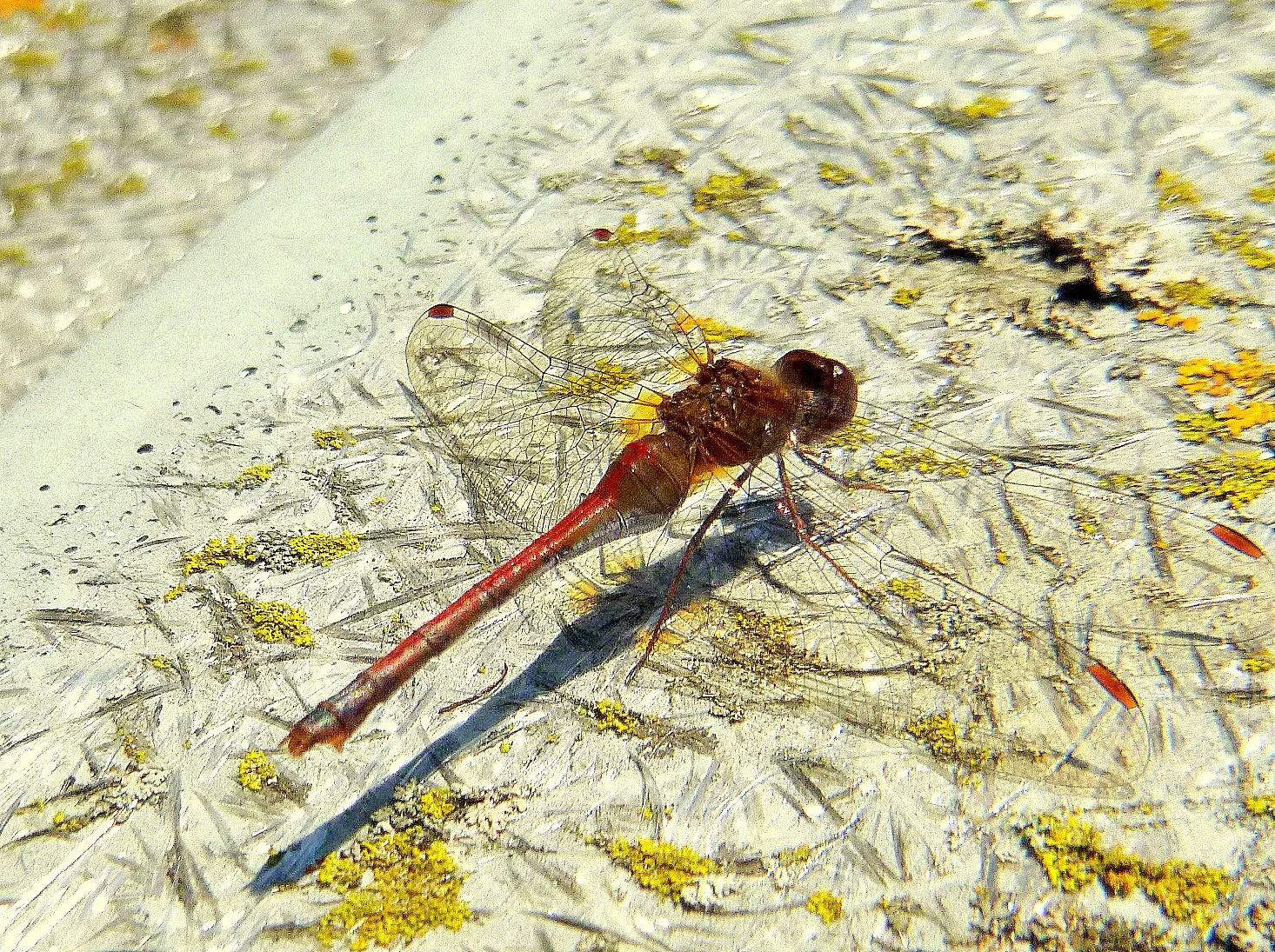 Riley G. - Millgrove Elementary School