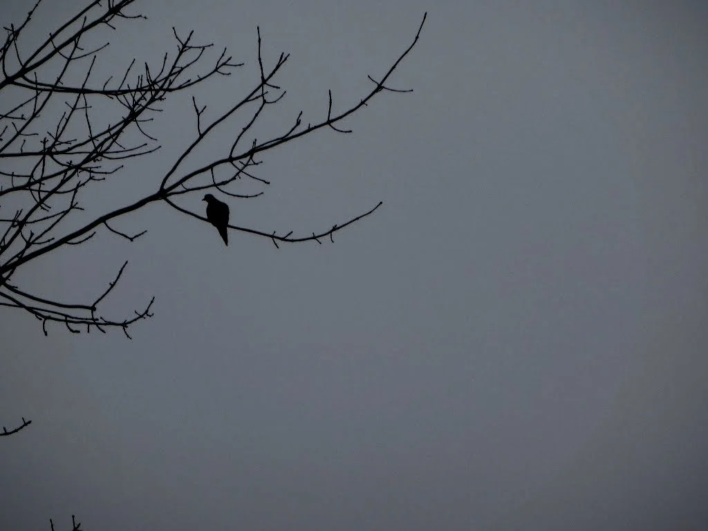 Santino R. - Our Lady of Fatima CES