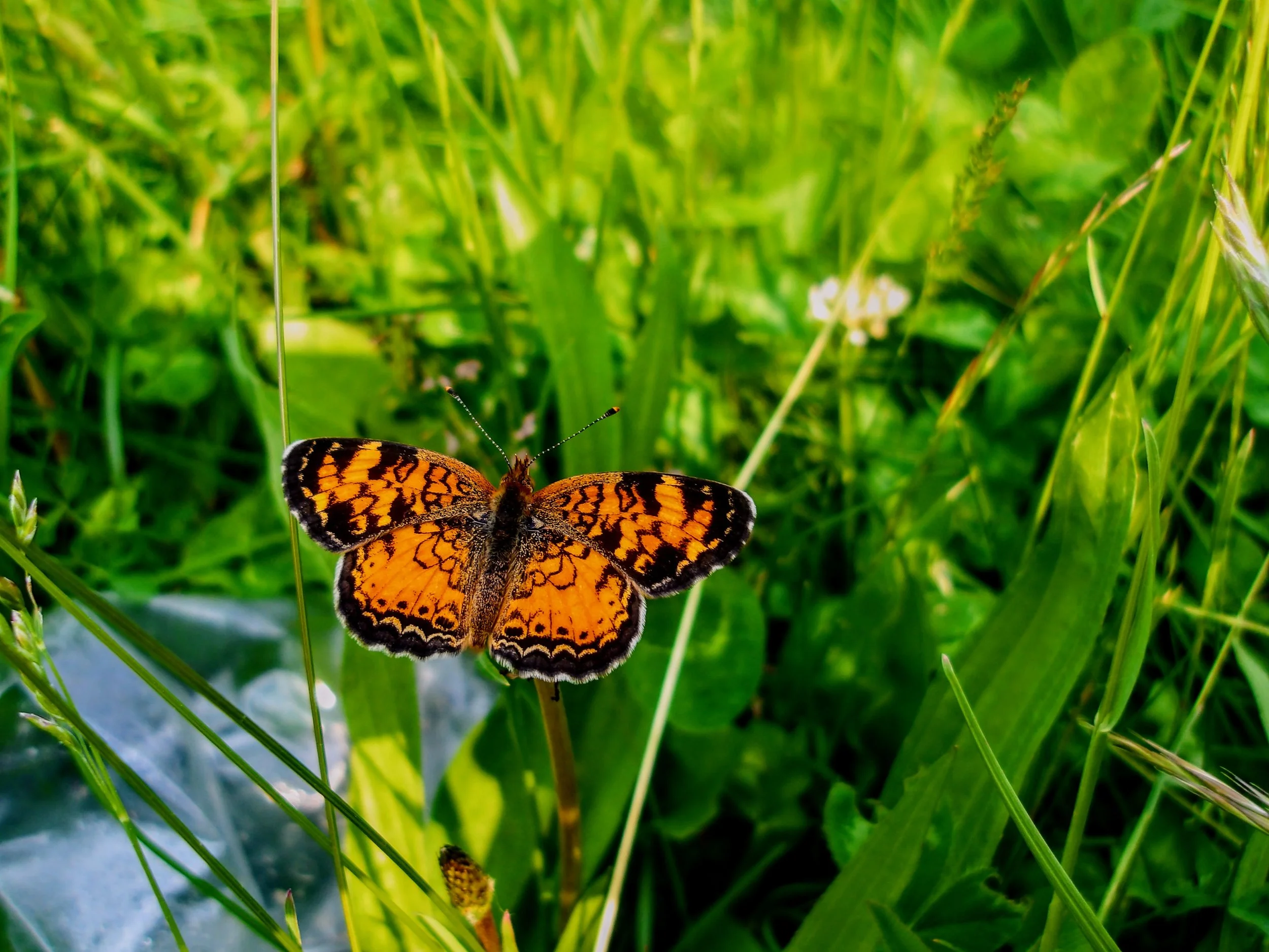 Erica S. - St. Joseph French Immersion Catholic