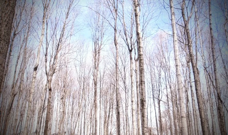 Jolene P. - St. Gabriel CS