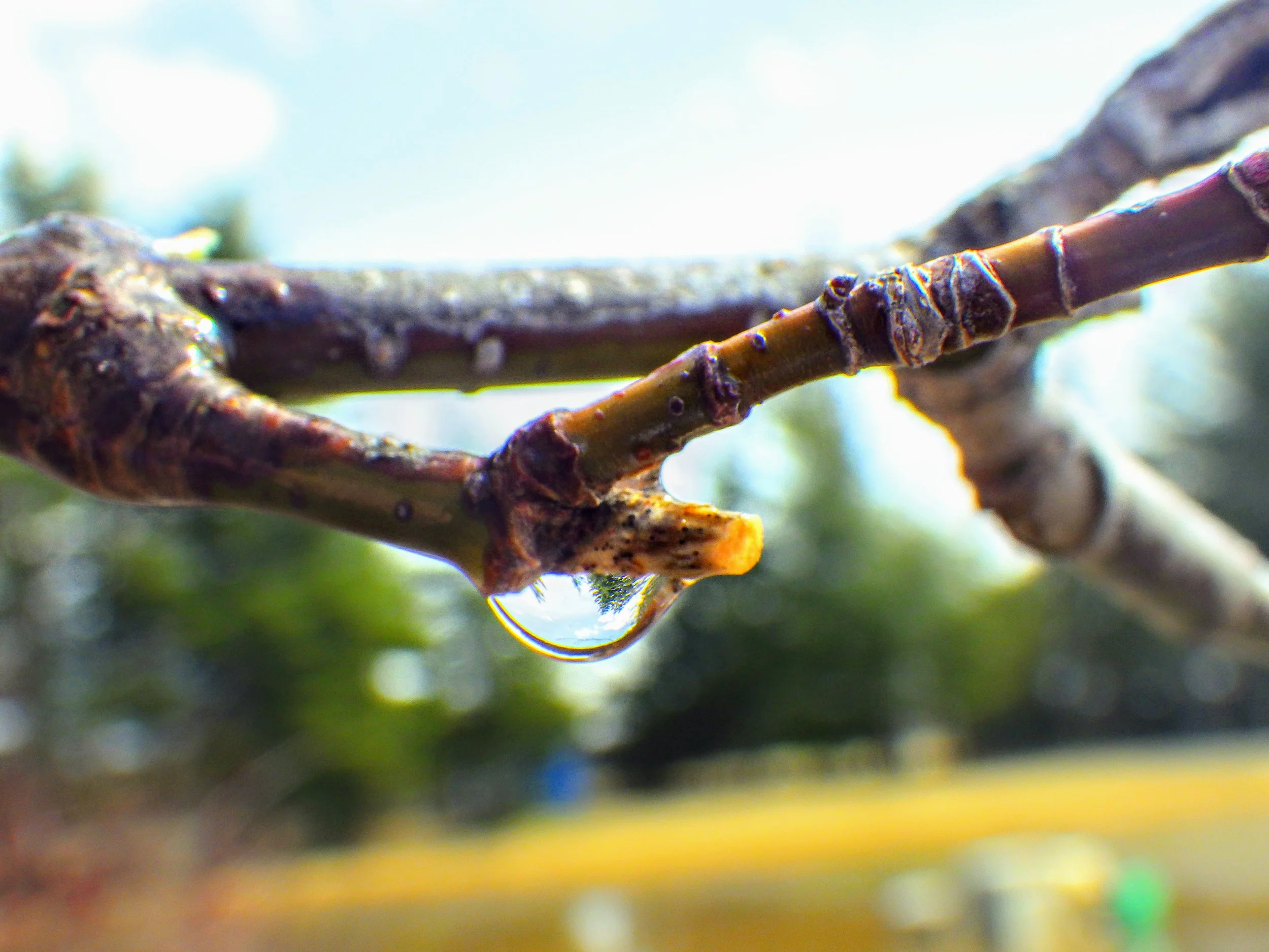 Ross B. - Eramosa PS