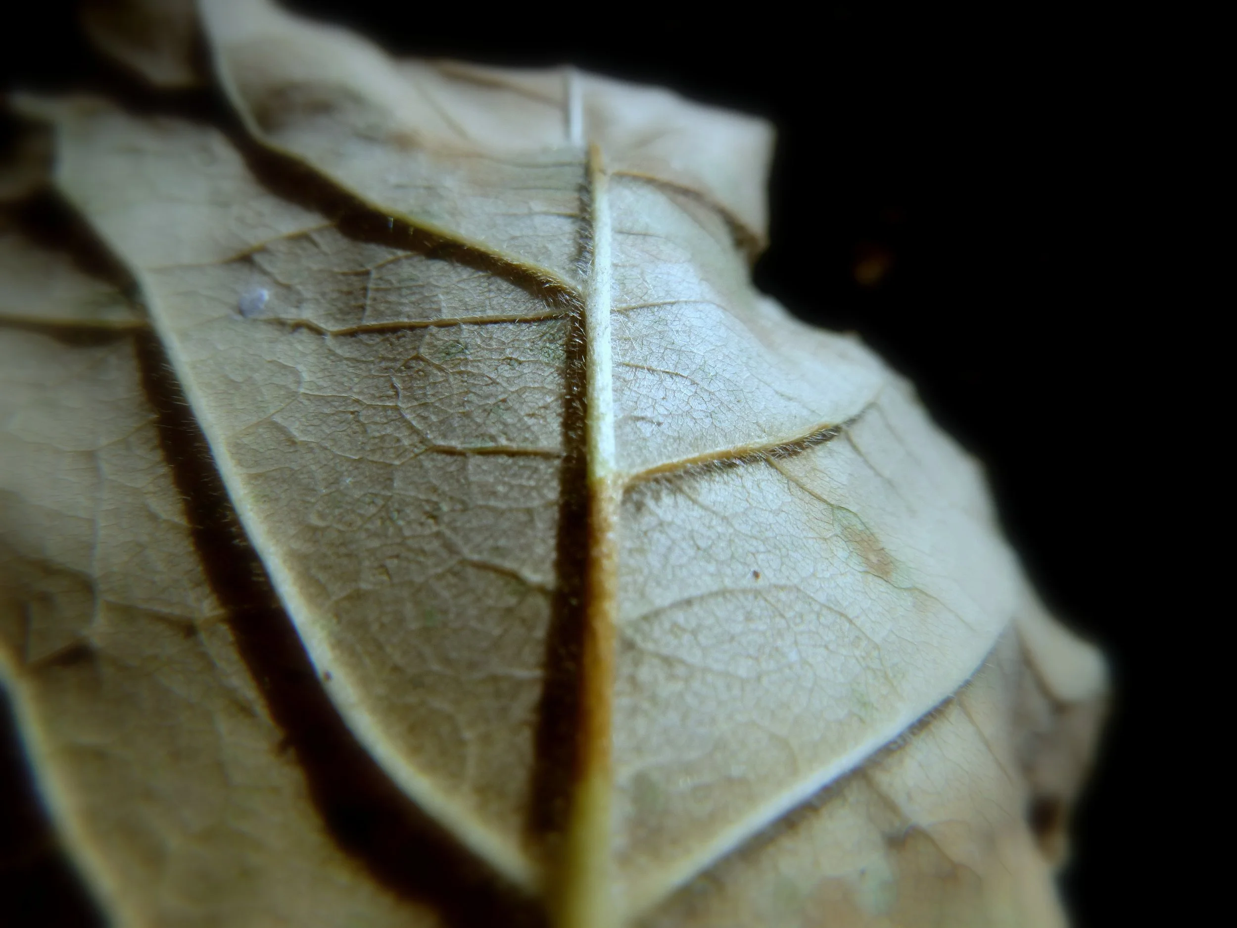 Alexander C. - Clanmore Montessori School