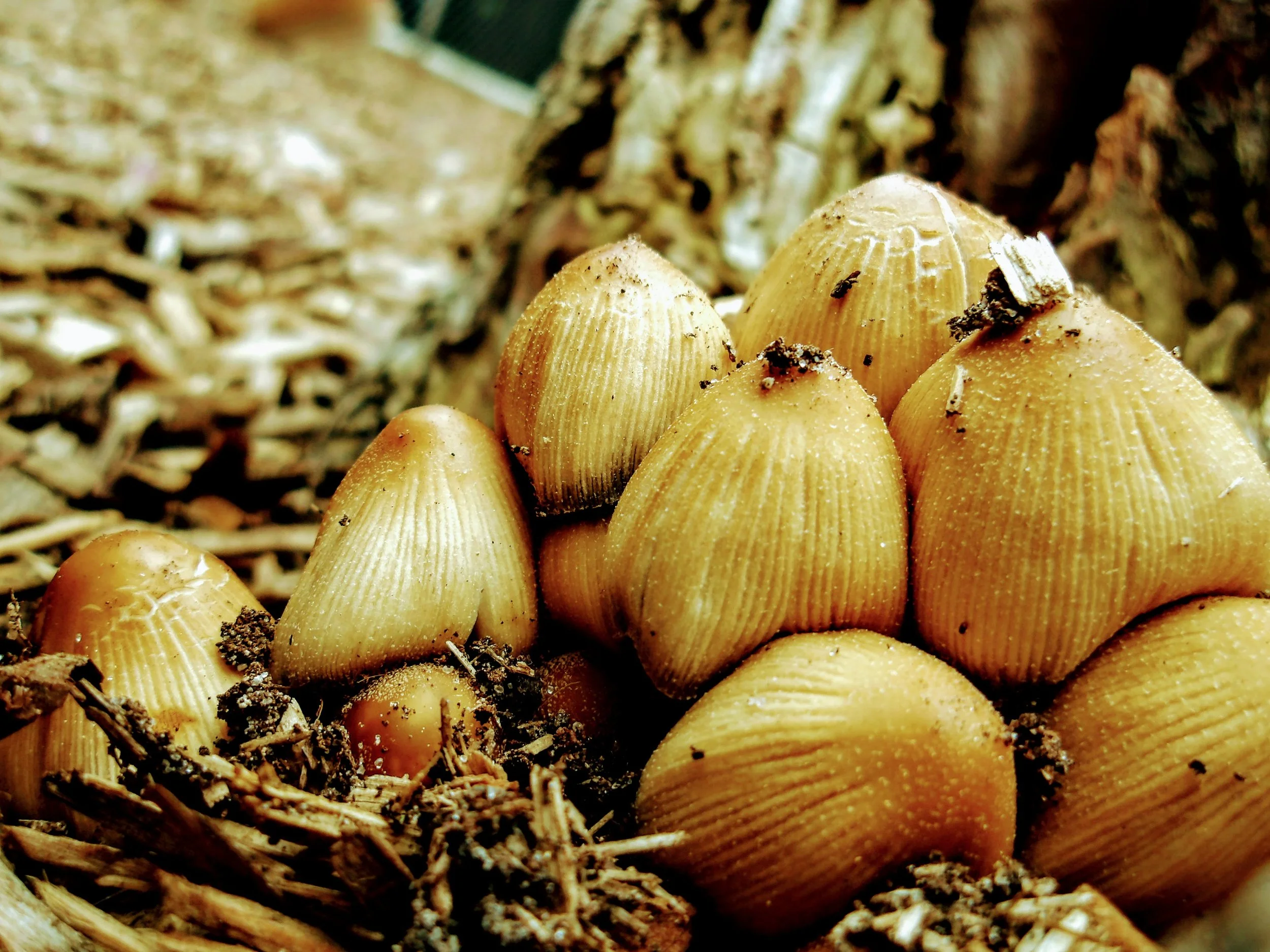 Contessa - St. Mary Choir & Orchestra Catholic School