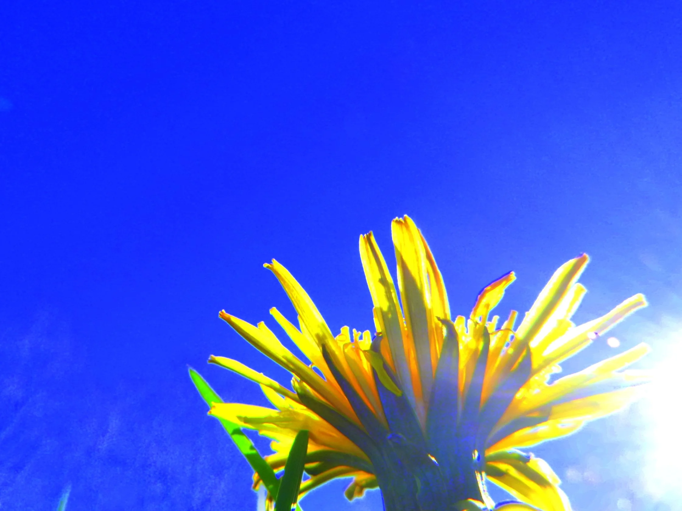 Negar S. - Norwood Park Elementary School