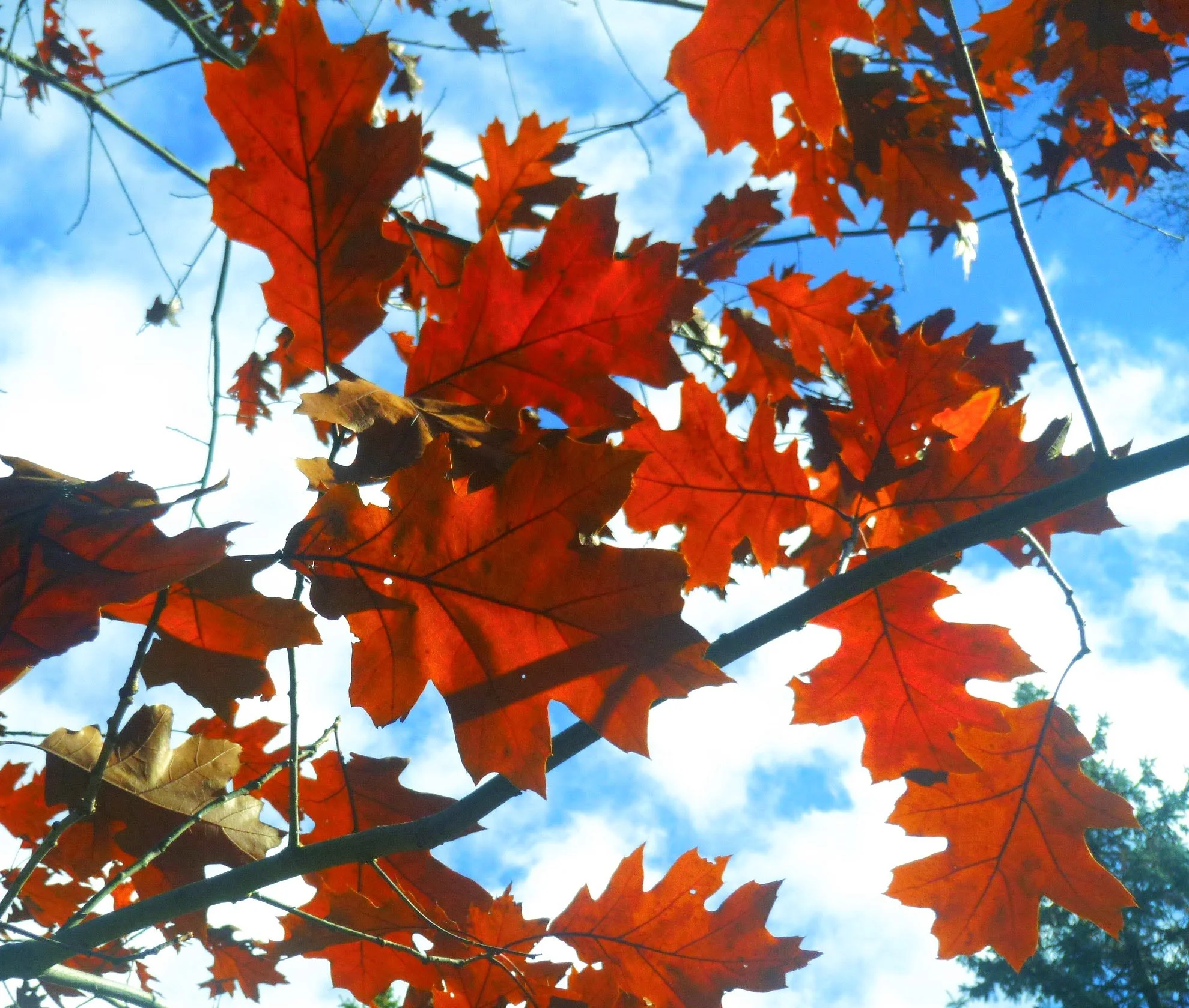 Muzit - St. Joseph's CES