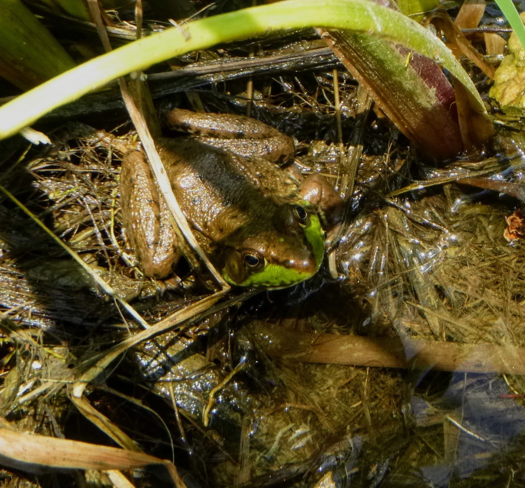 Sydney G. - William C. Winegard PS