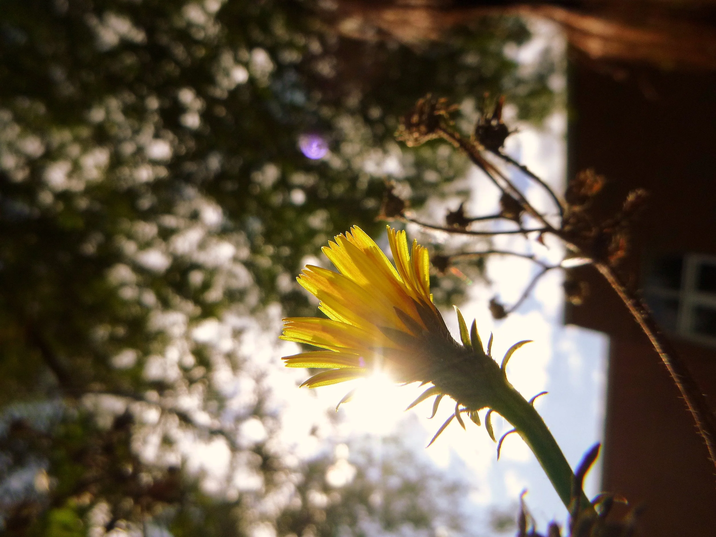 Ellizah K. - Lake Avenue Elementary School