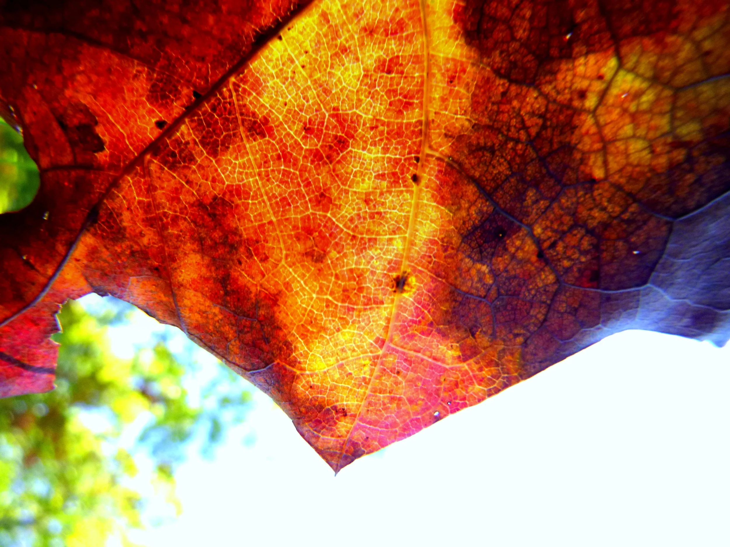 Jasper C. - Allan A. Greenleaf Elementary School