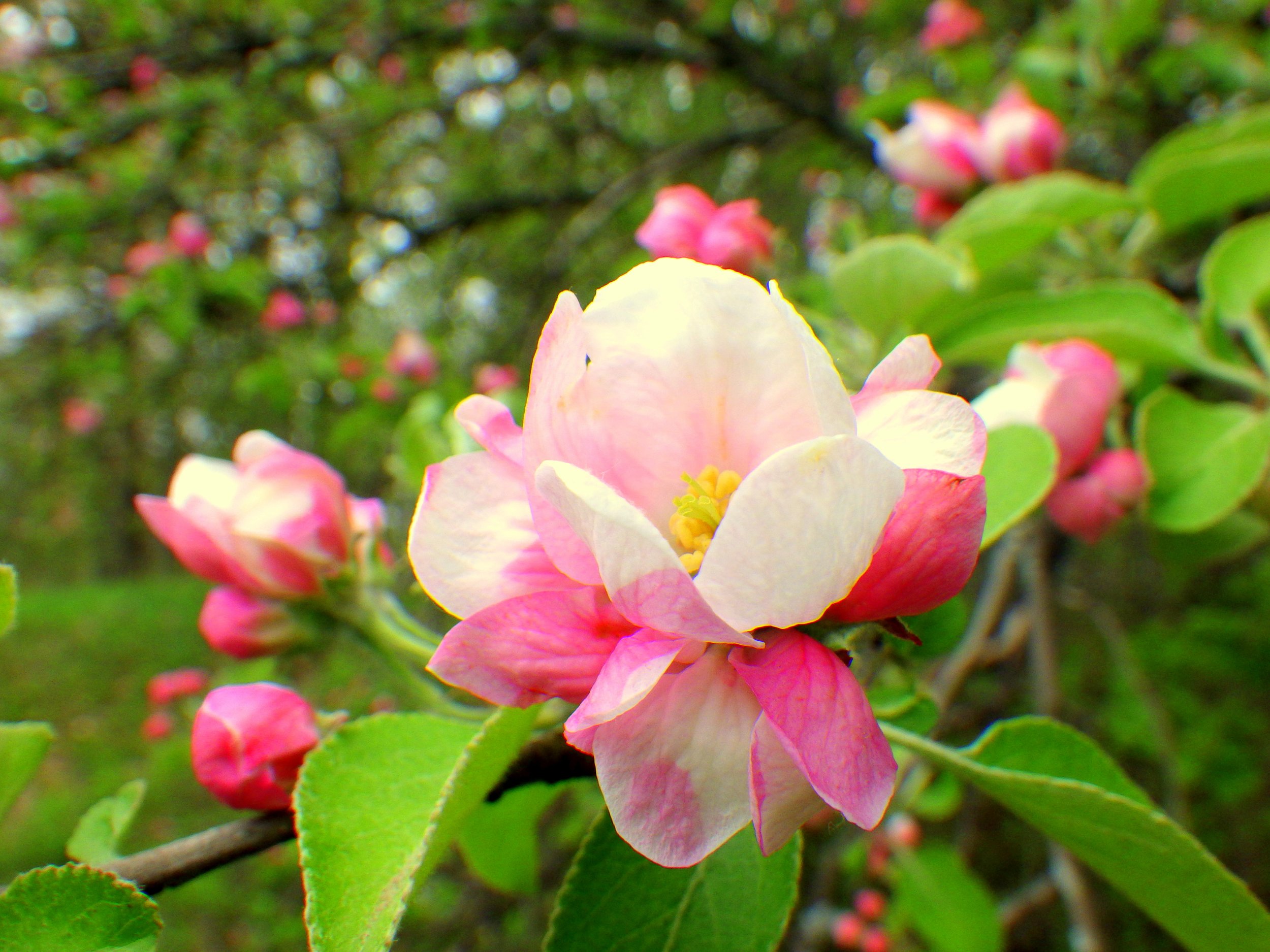 Sophie P. - Our Lady Grace CES