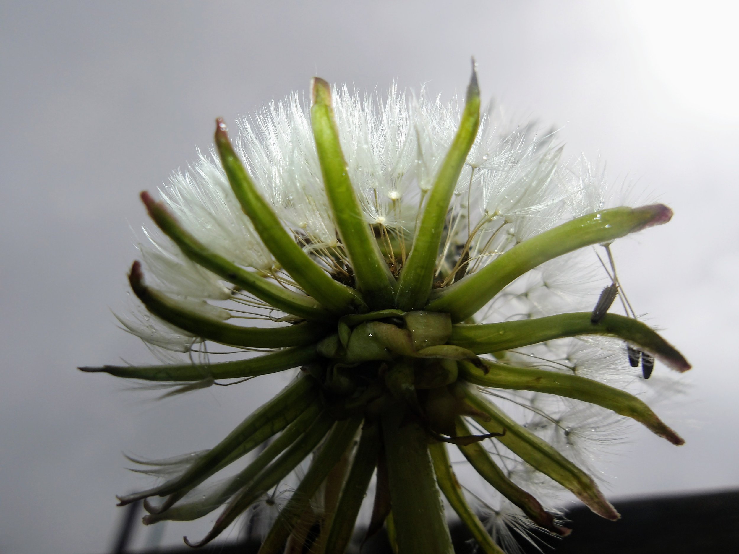 Ethan A. - Sir Arthur Carty CS