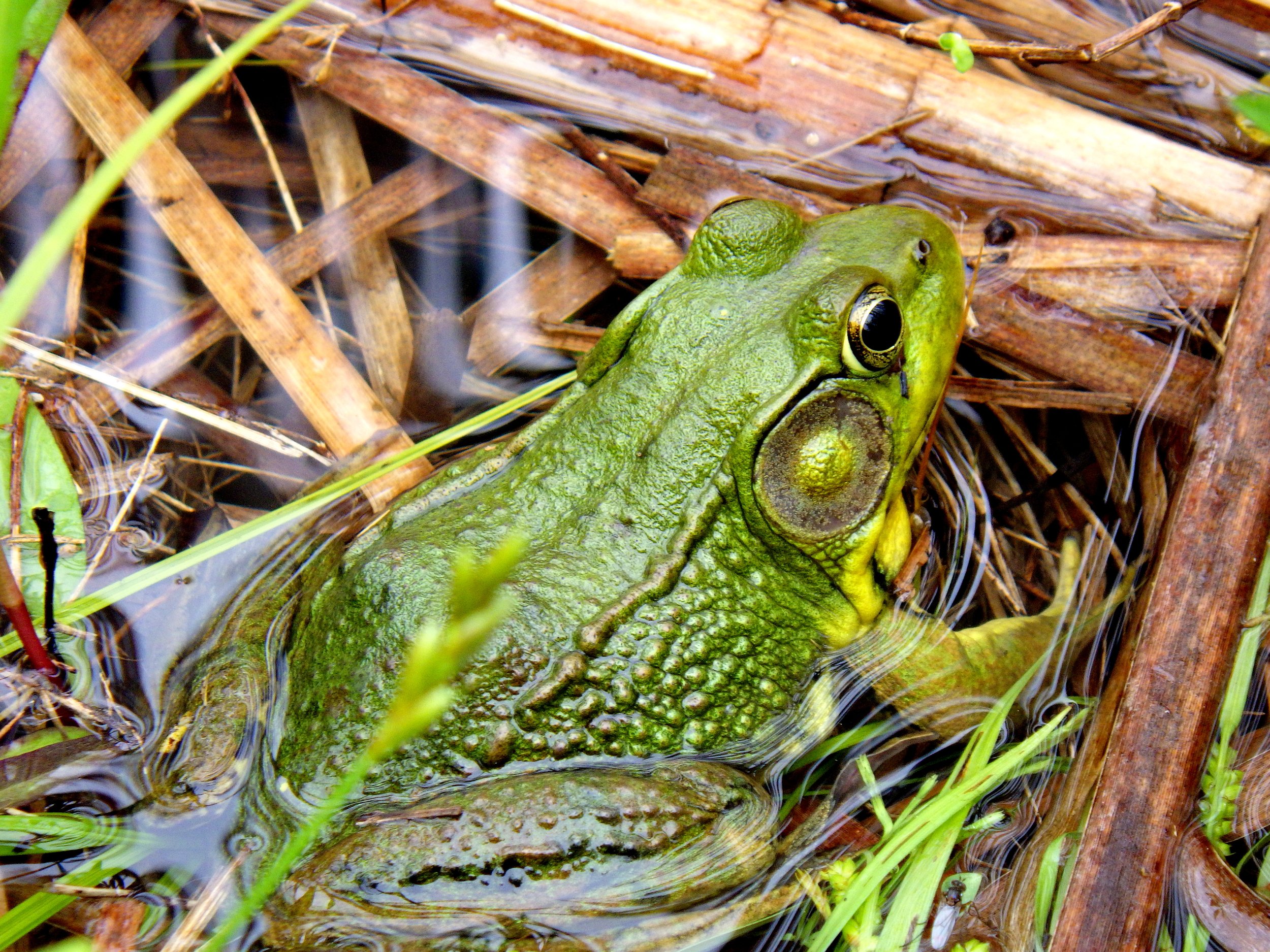 Mariana M. - Canadian Martyrs CES