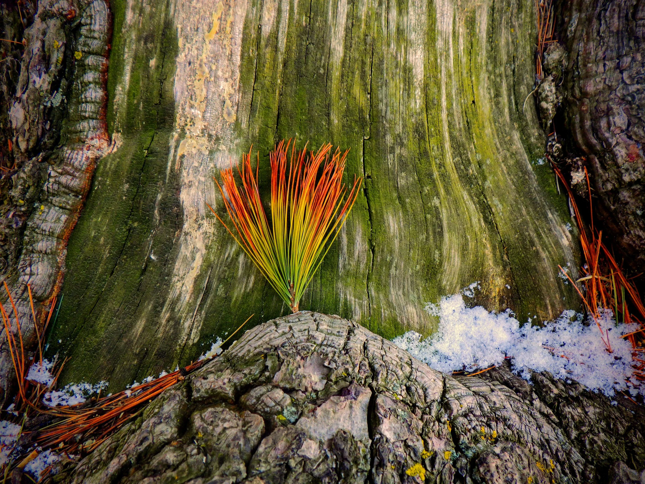 Harvey Z. - Westwood PS