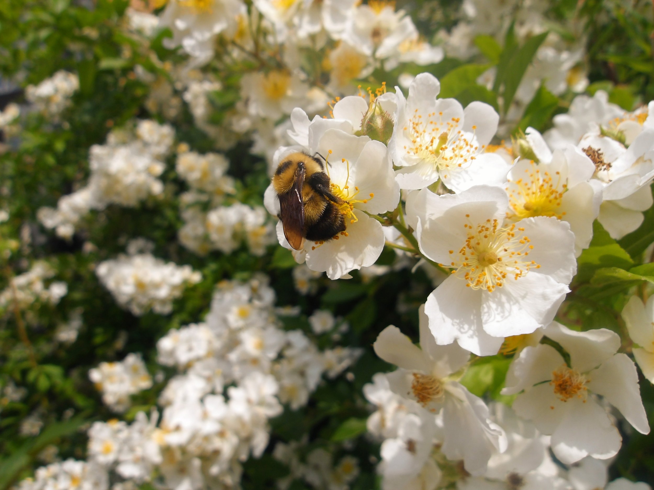 Alyana D. - St. Mary Choir & Orchestra Catholic School