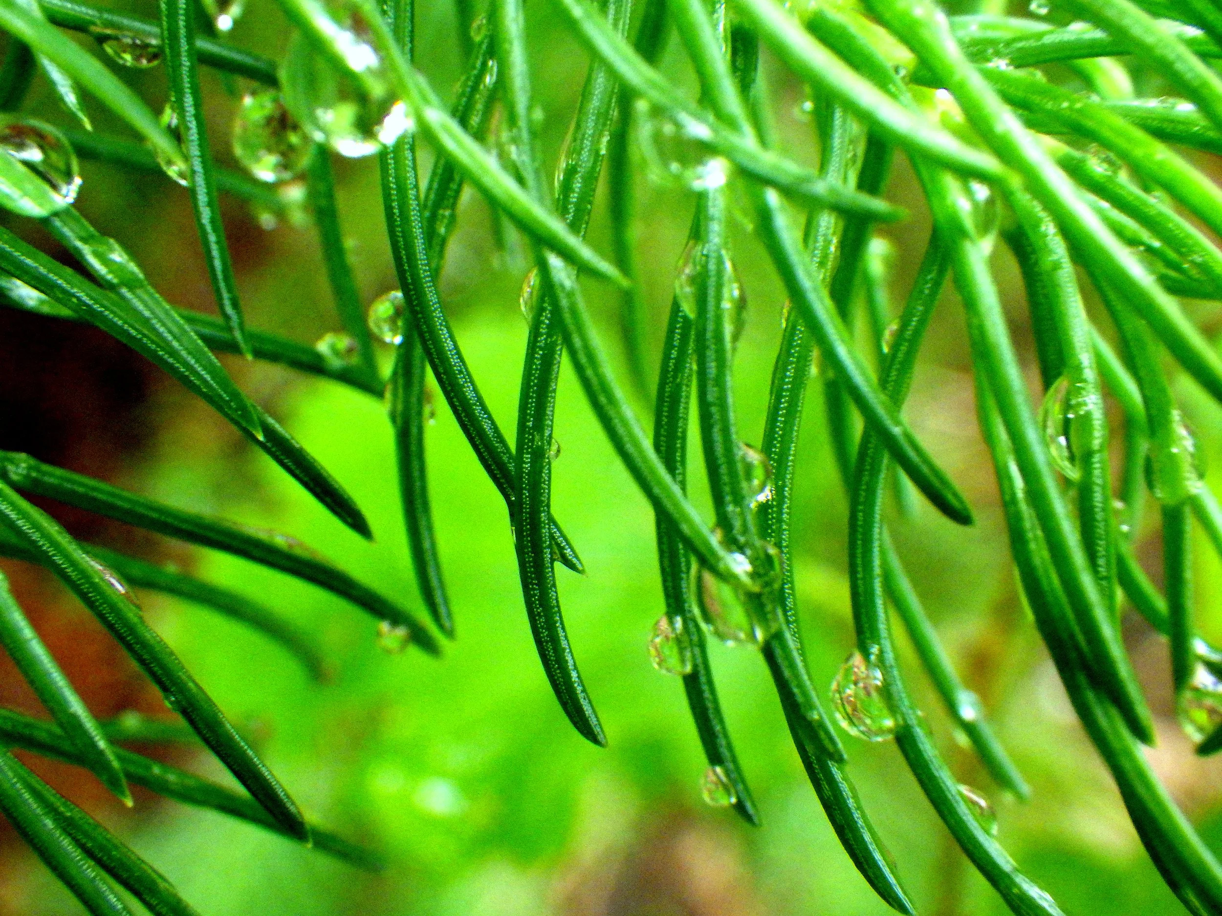 Robel B. - Canadian Martyrs CES