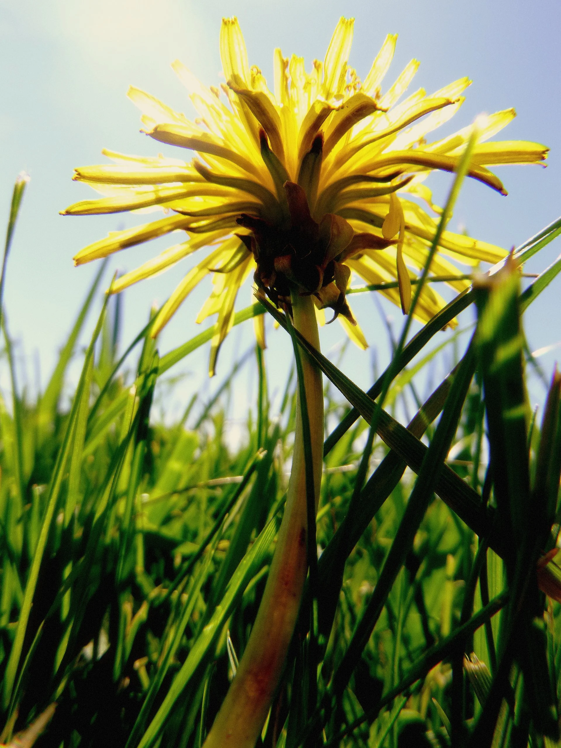 Caleigh D. - Lisgar Elementary School