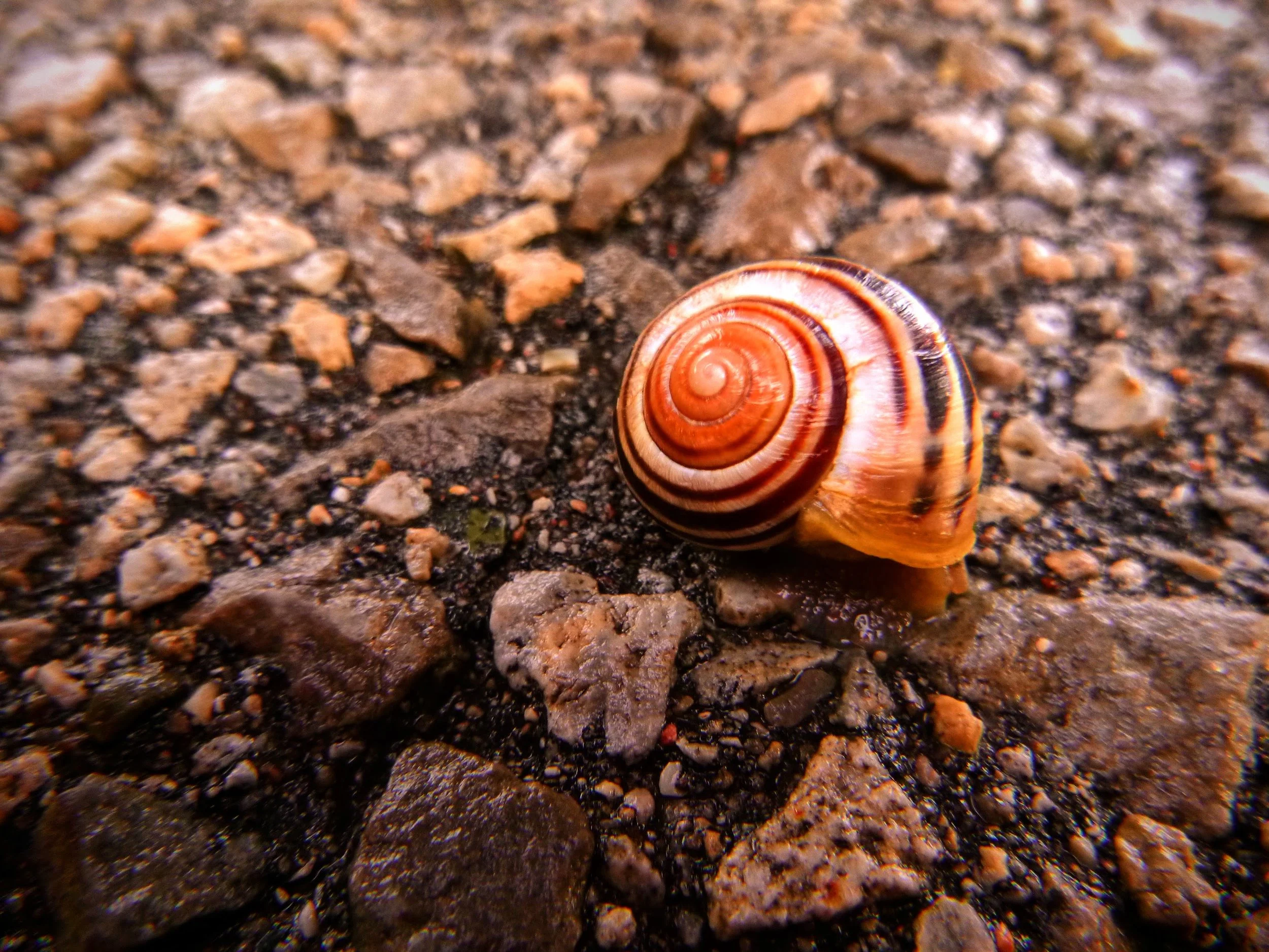 Finley - P.L. Robertson PS