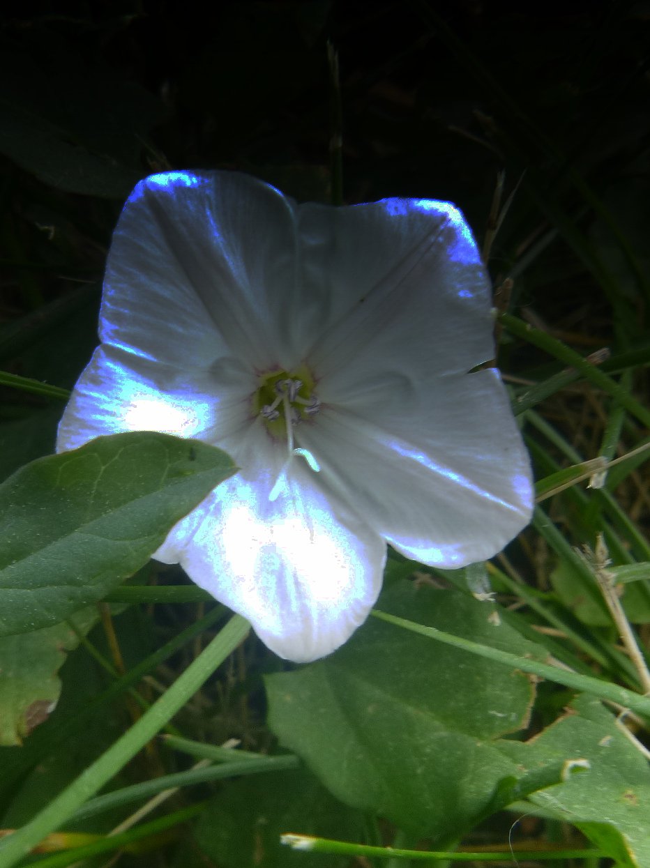 Aarav C. - Captain R. Wilson PS