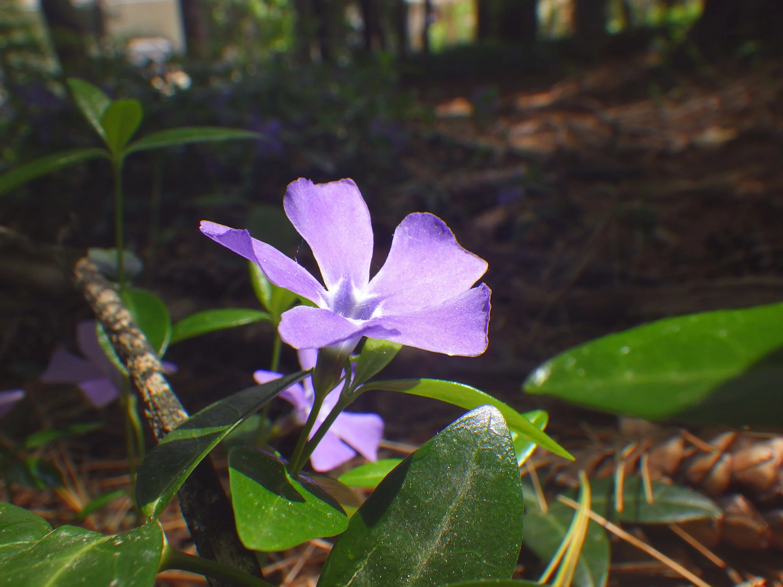 Jed P. - Westwood PS