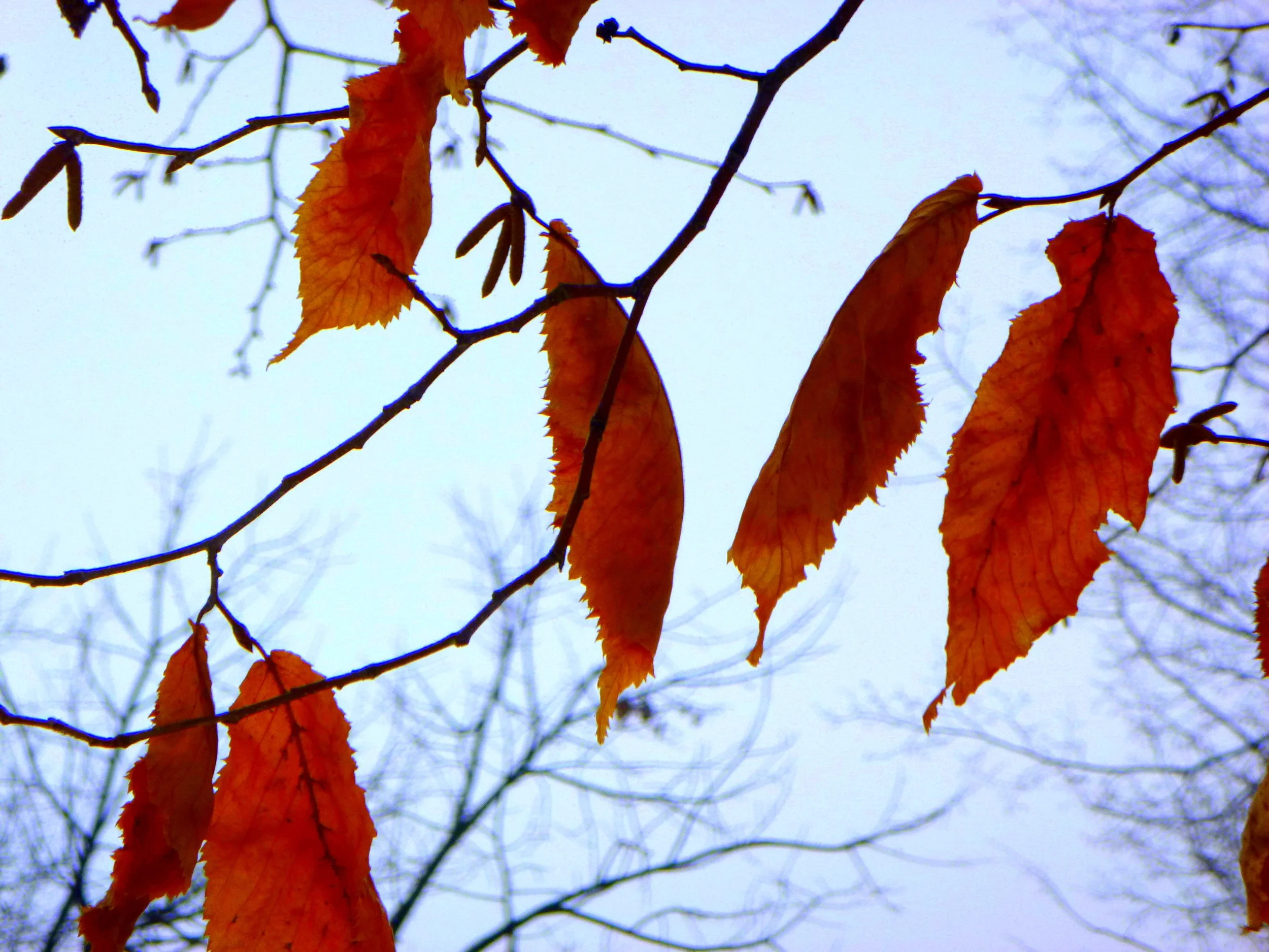 Cyan D. - R.A. Riddell Elementary School