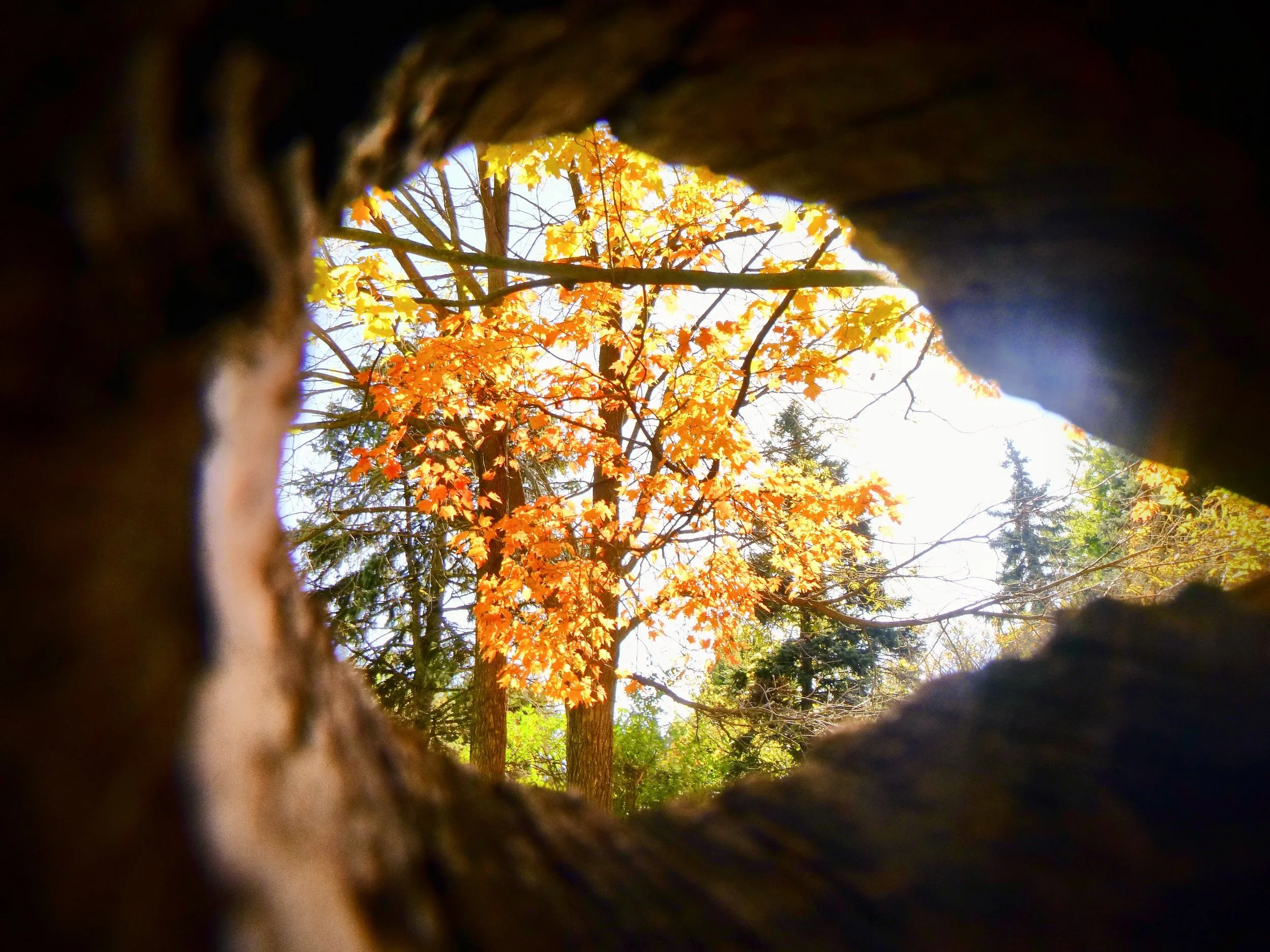 Emily F- Sunningdale PS