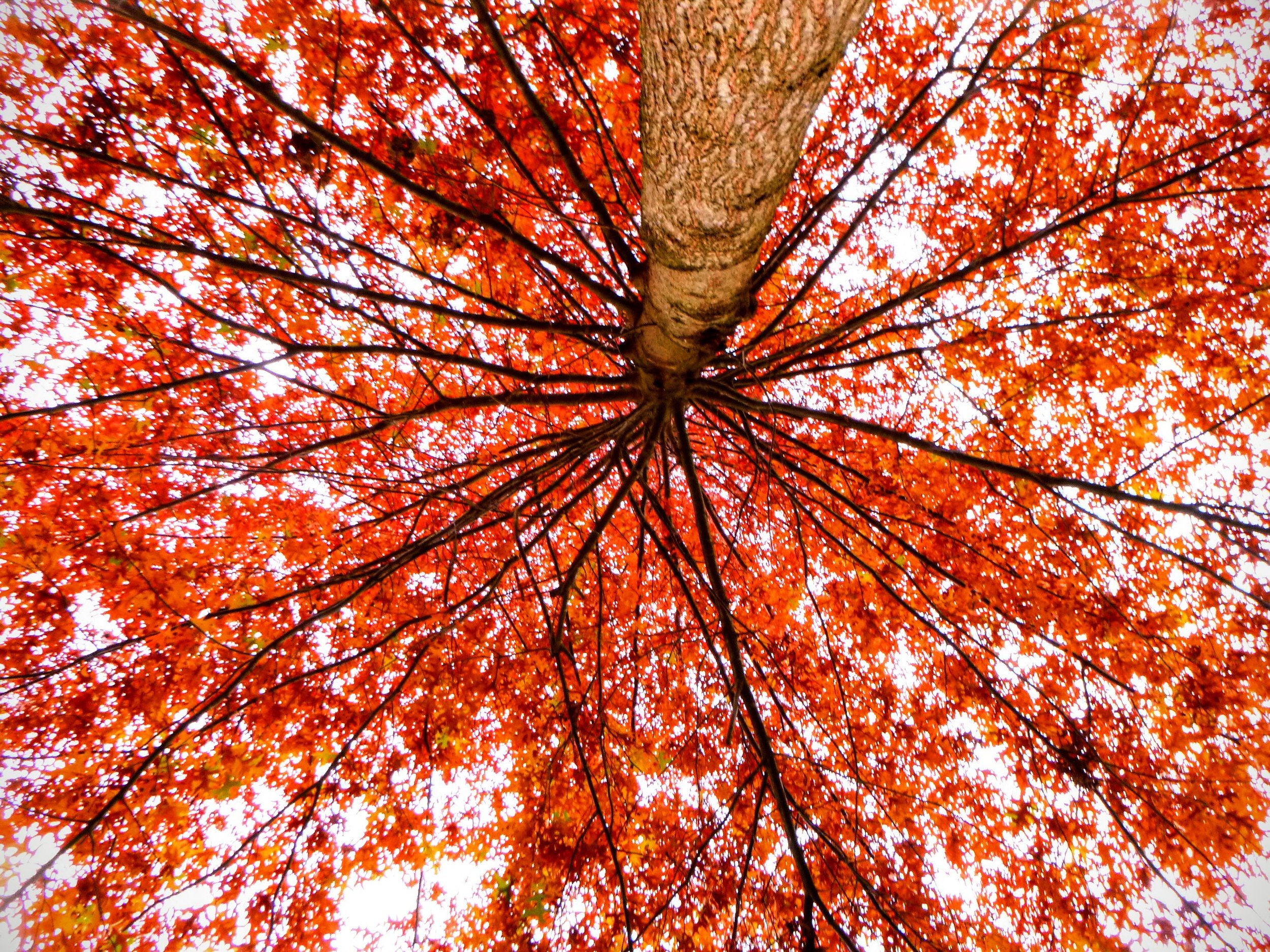 Ryder C. - Brookville PS