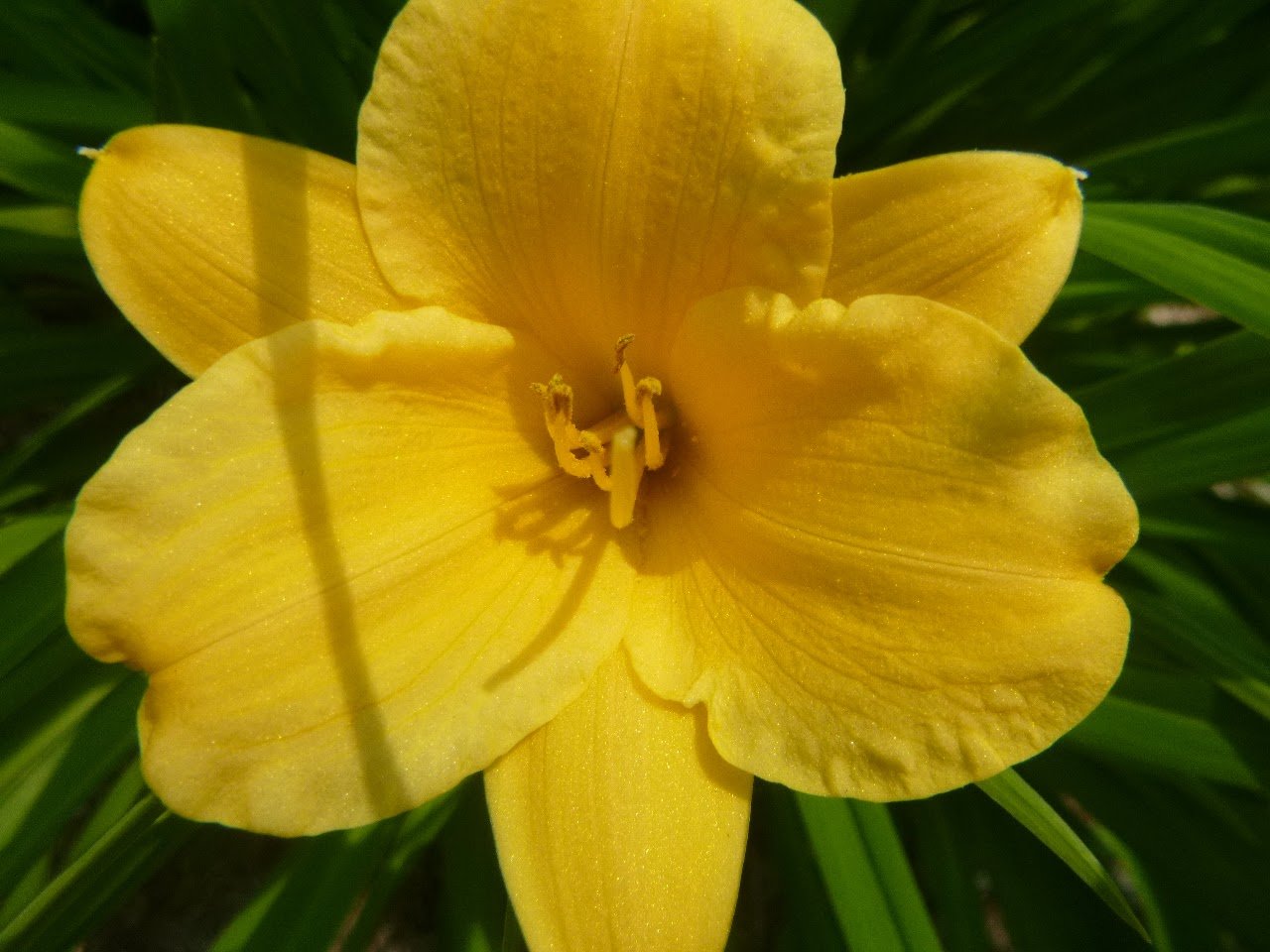 Wesley V. - Dr. Charles Best PS