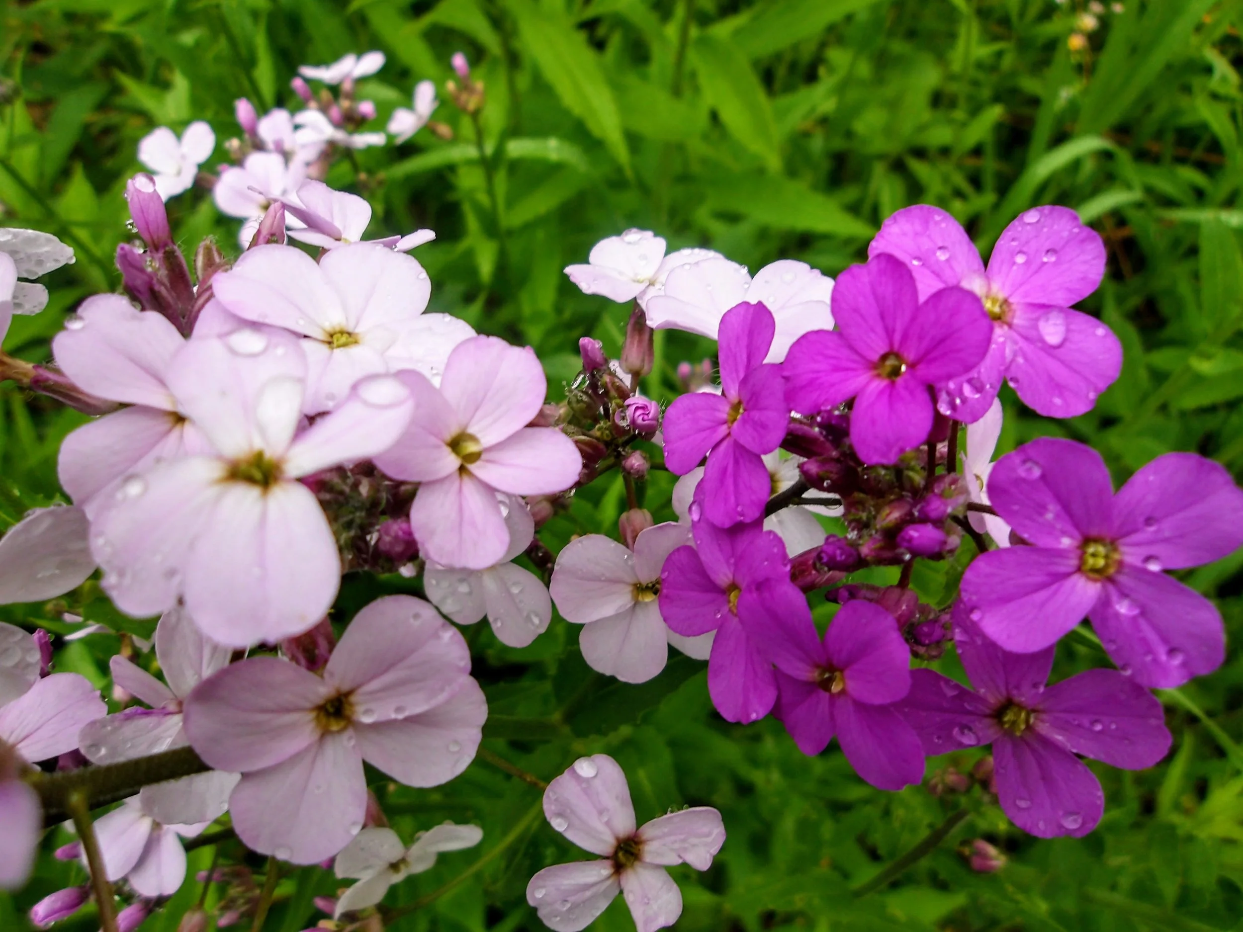 Lisa O. St. David CS