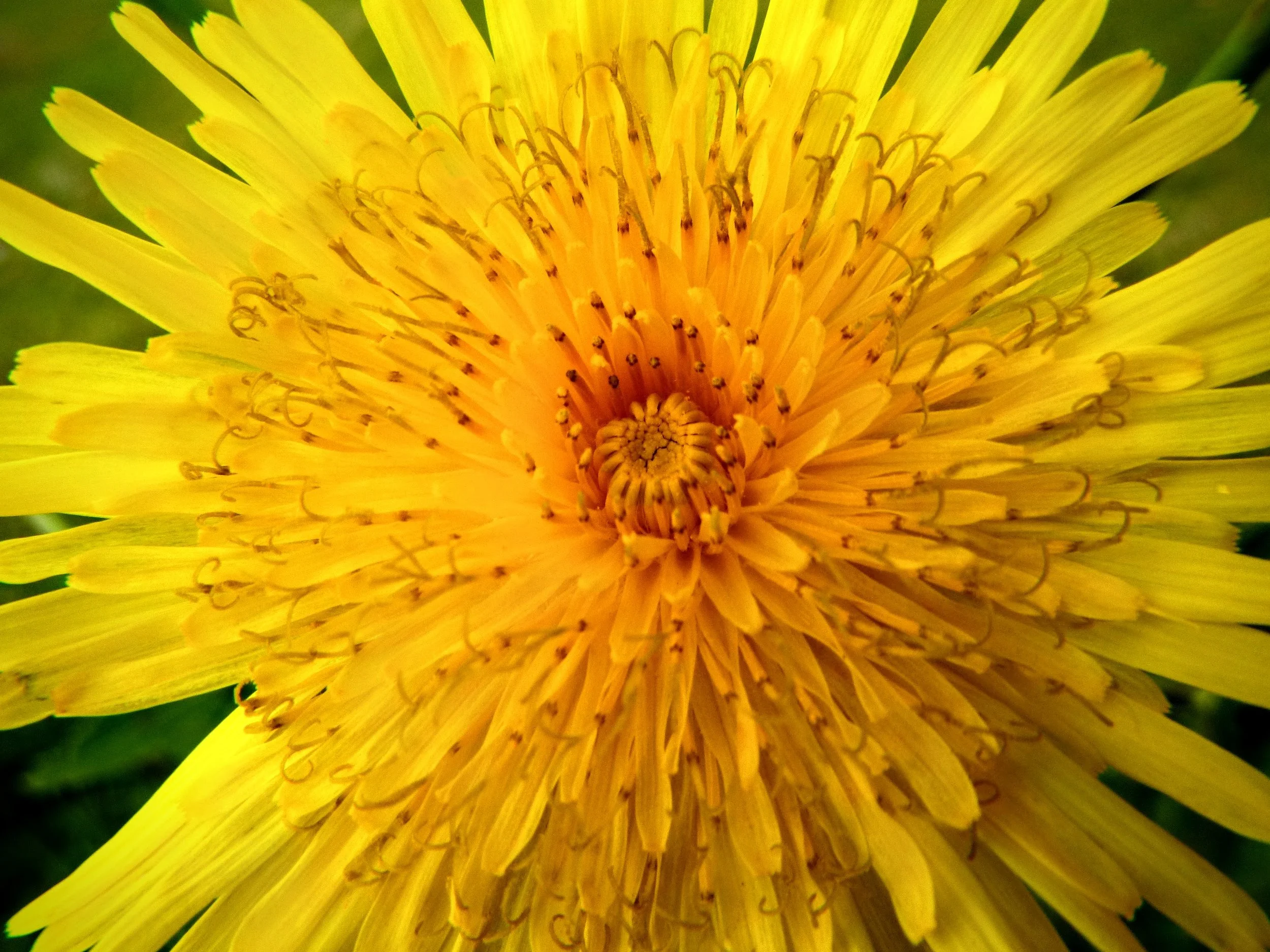 Eniya P. - Cedar Ridge PS