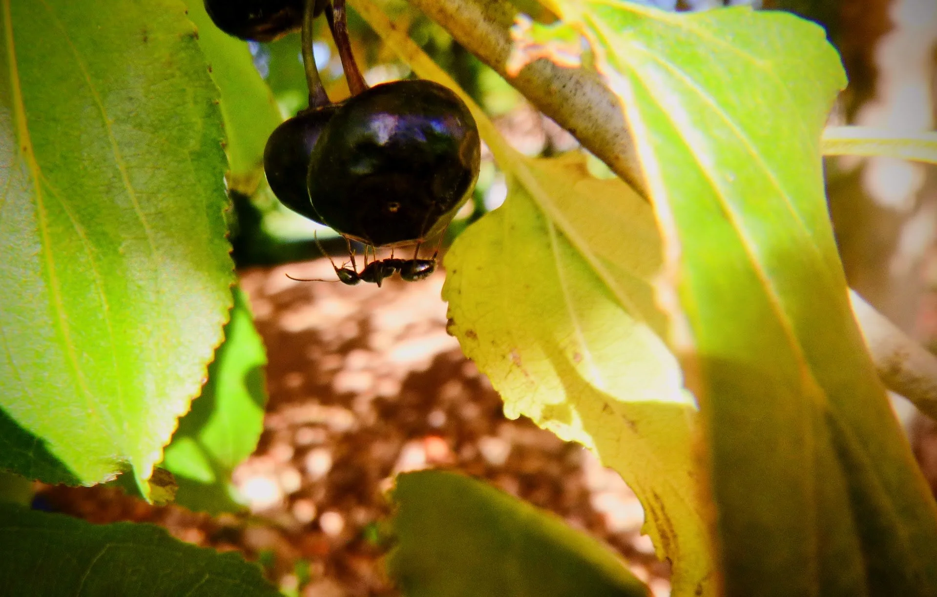 Emily F- Sunningdale PS