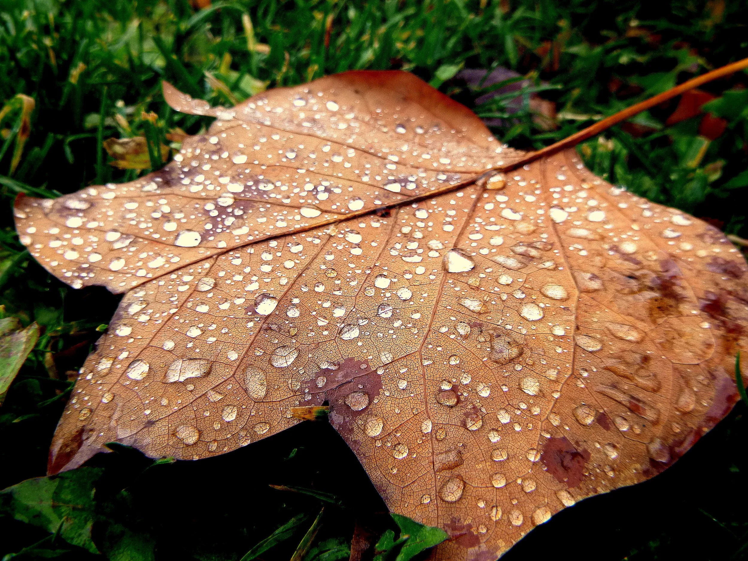 Berat A. - Cecil B. Stirling Elementary School