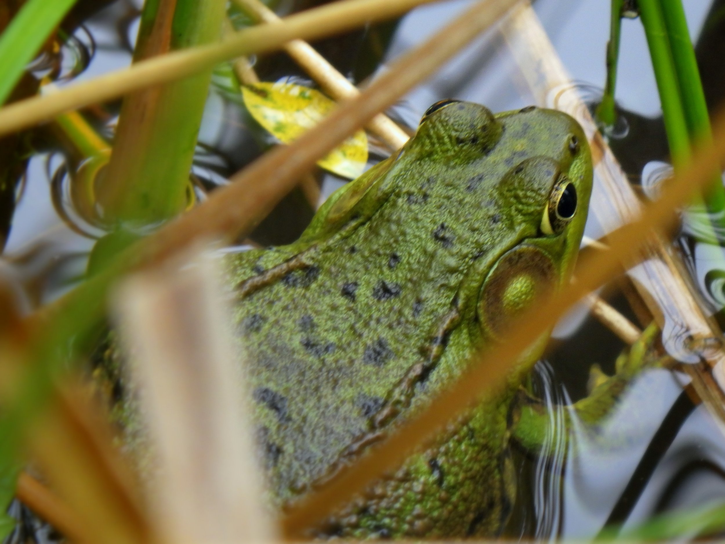 Ava M. - Canadian Martyrs CES