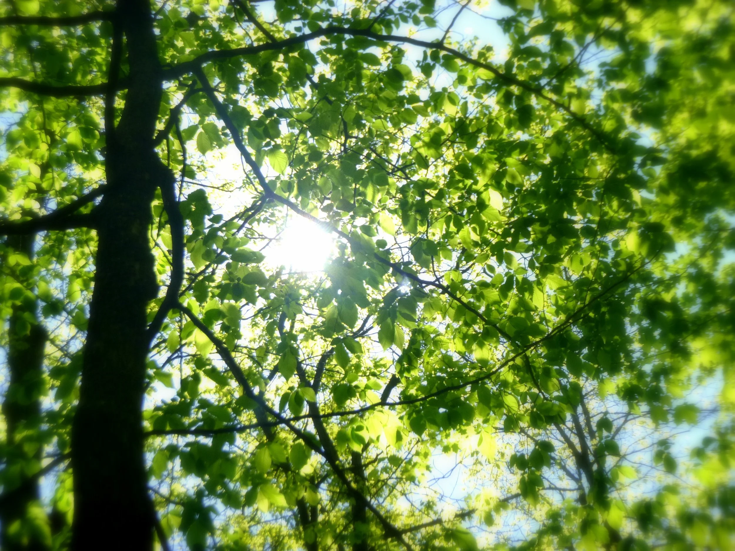 Khanak P. - Bellmoore Elementary School