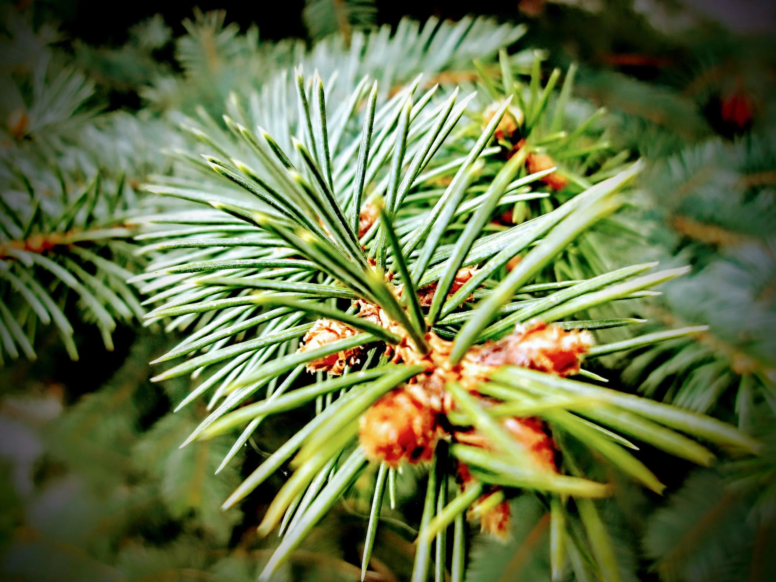 Olivia - St. Mary Catholic Elementary School