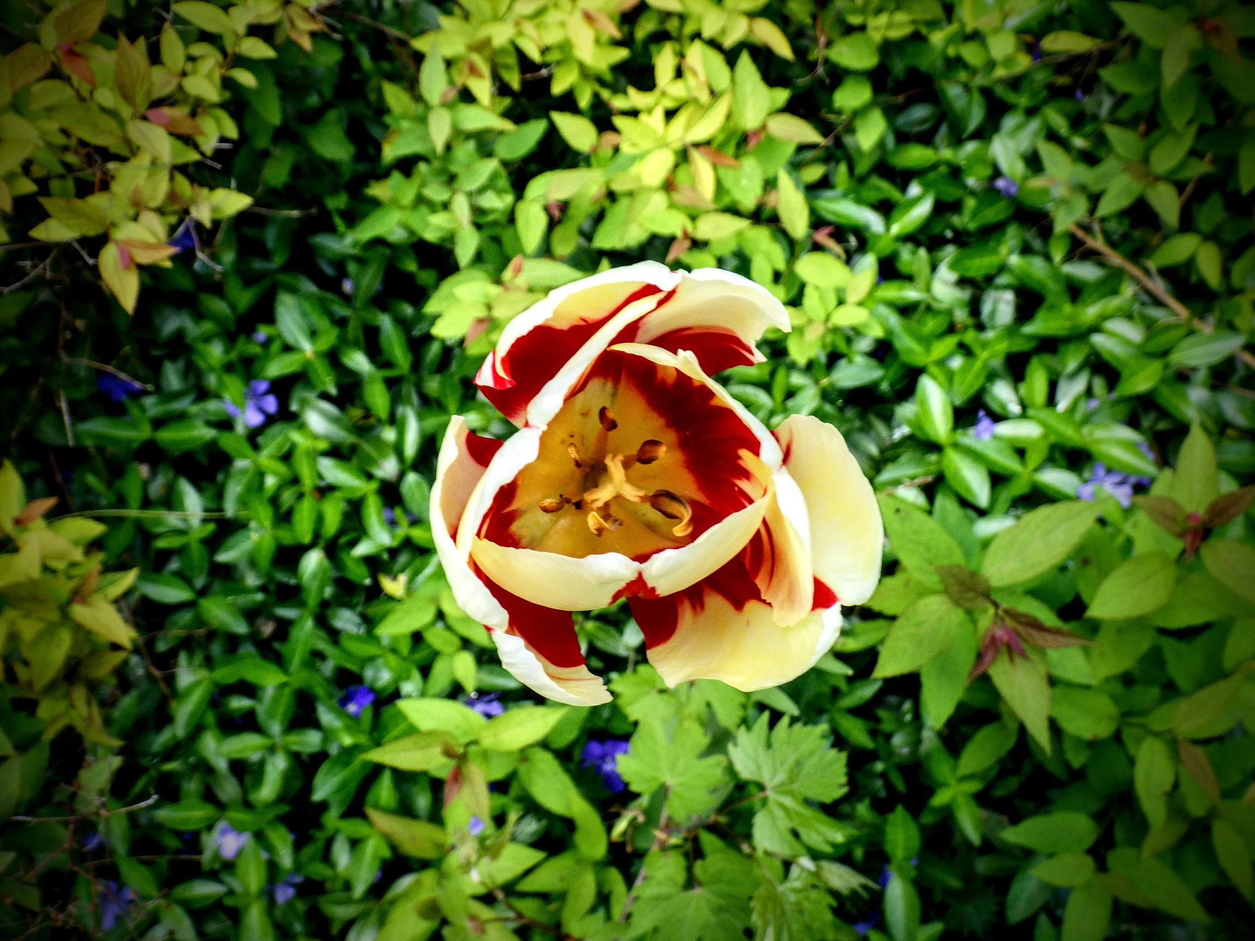 Andres - Westwood PS