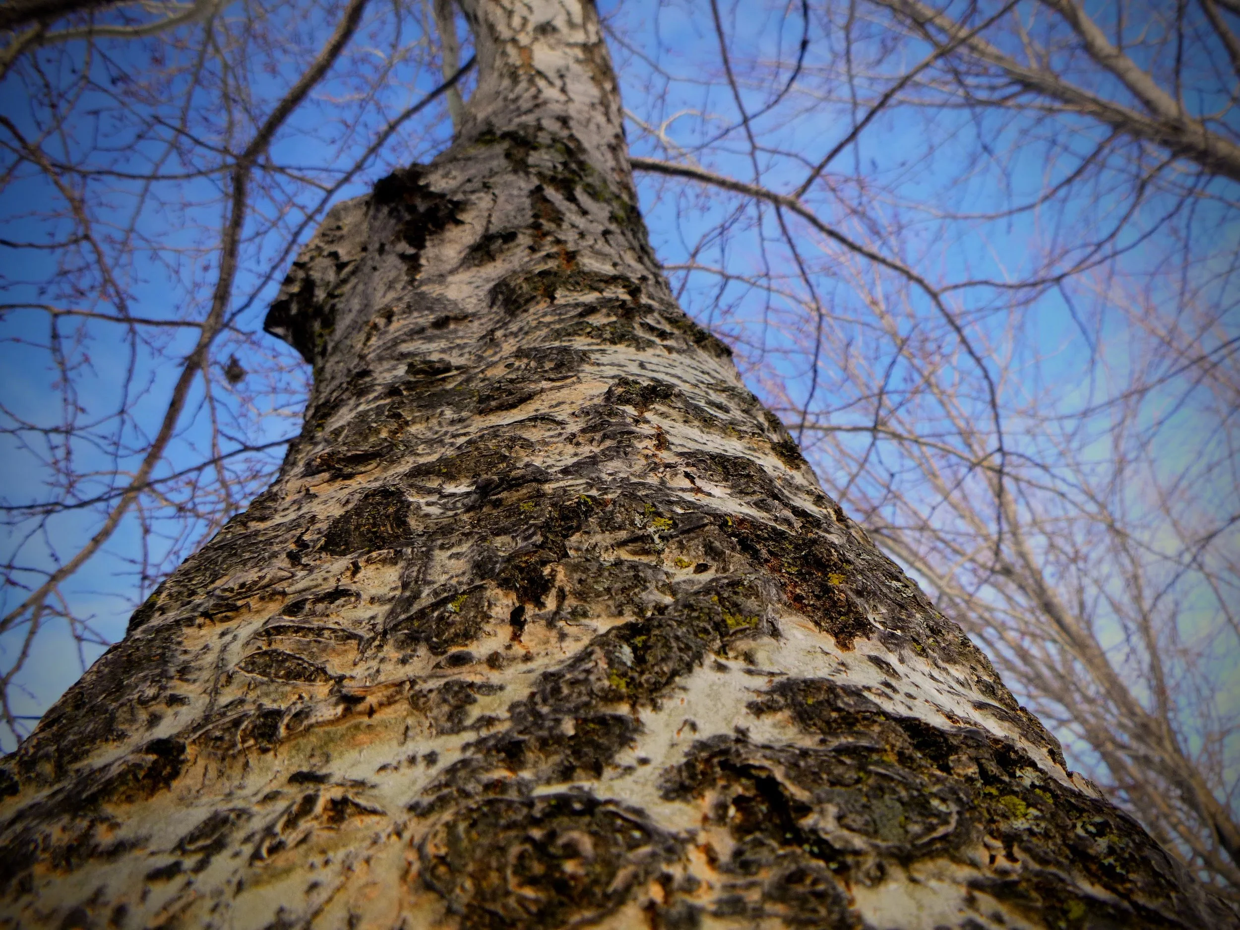 Taras M. - St. Aloysius CES