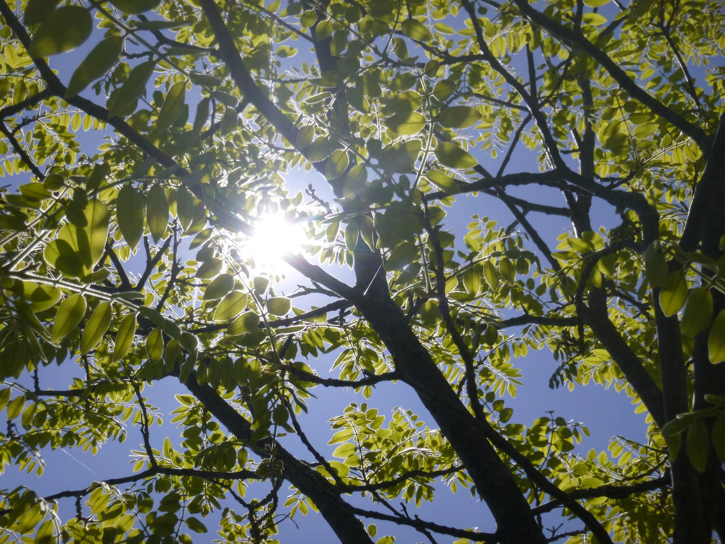 Harper G. -Bellmoore Elementary School