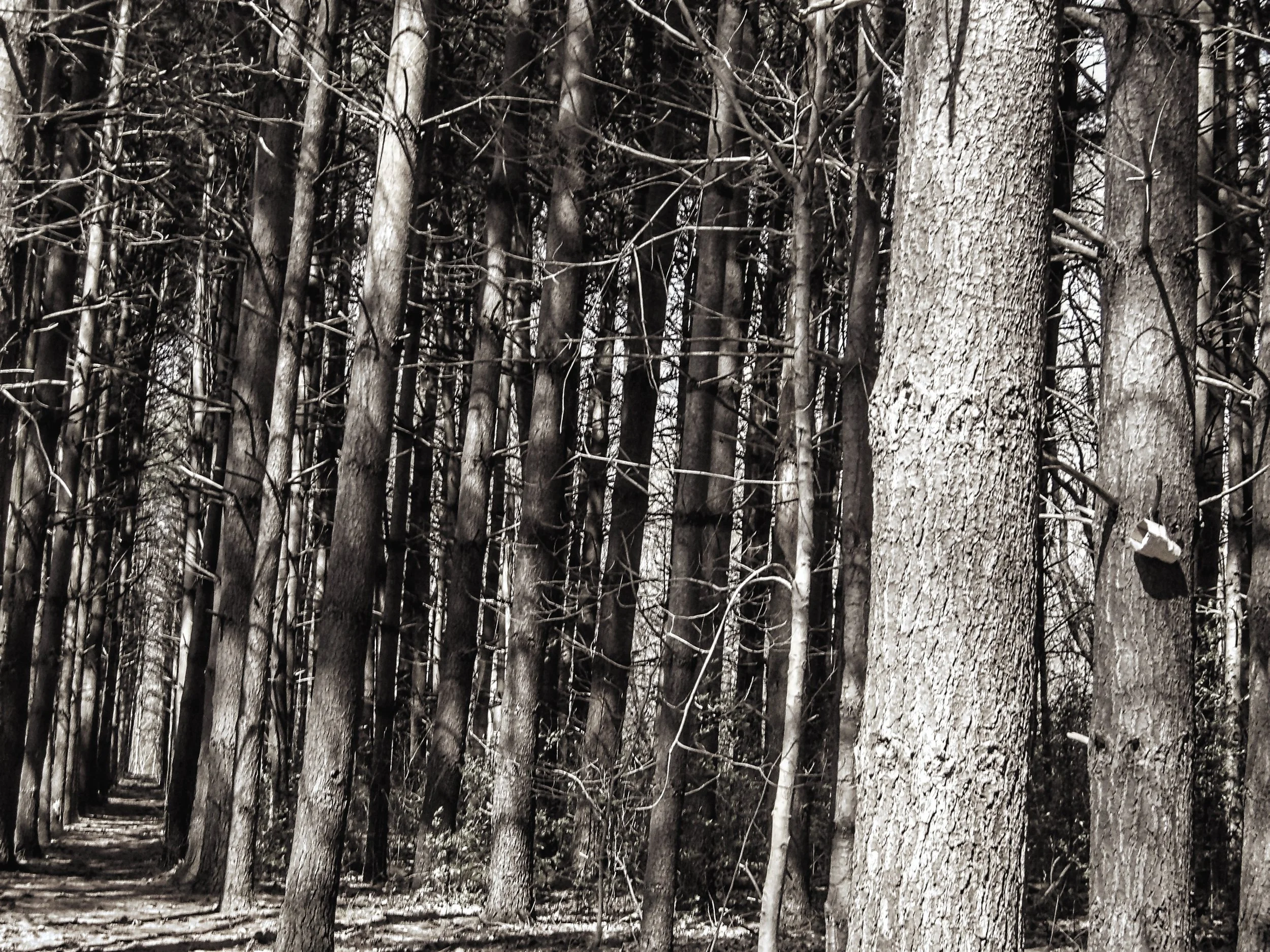 Kiera P. - St. David CS