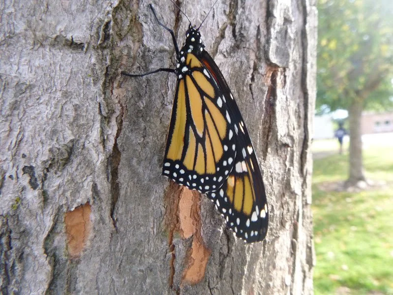 Anderson N. - John Black PS