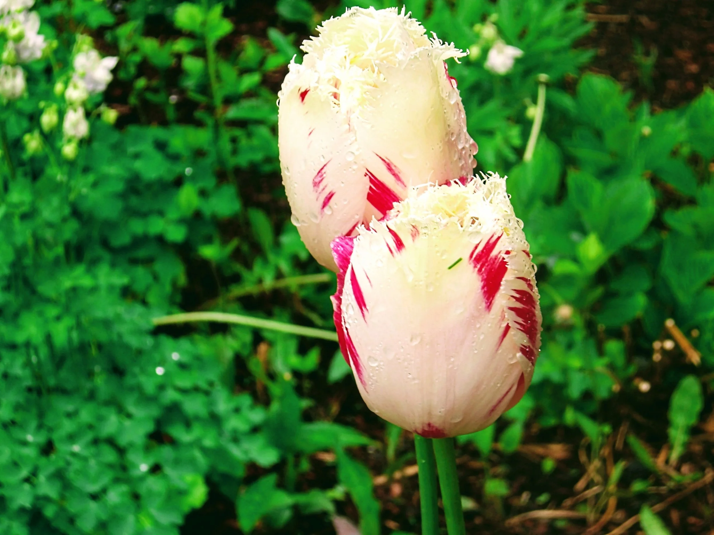 Ann J. - St. Sebastian CS