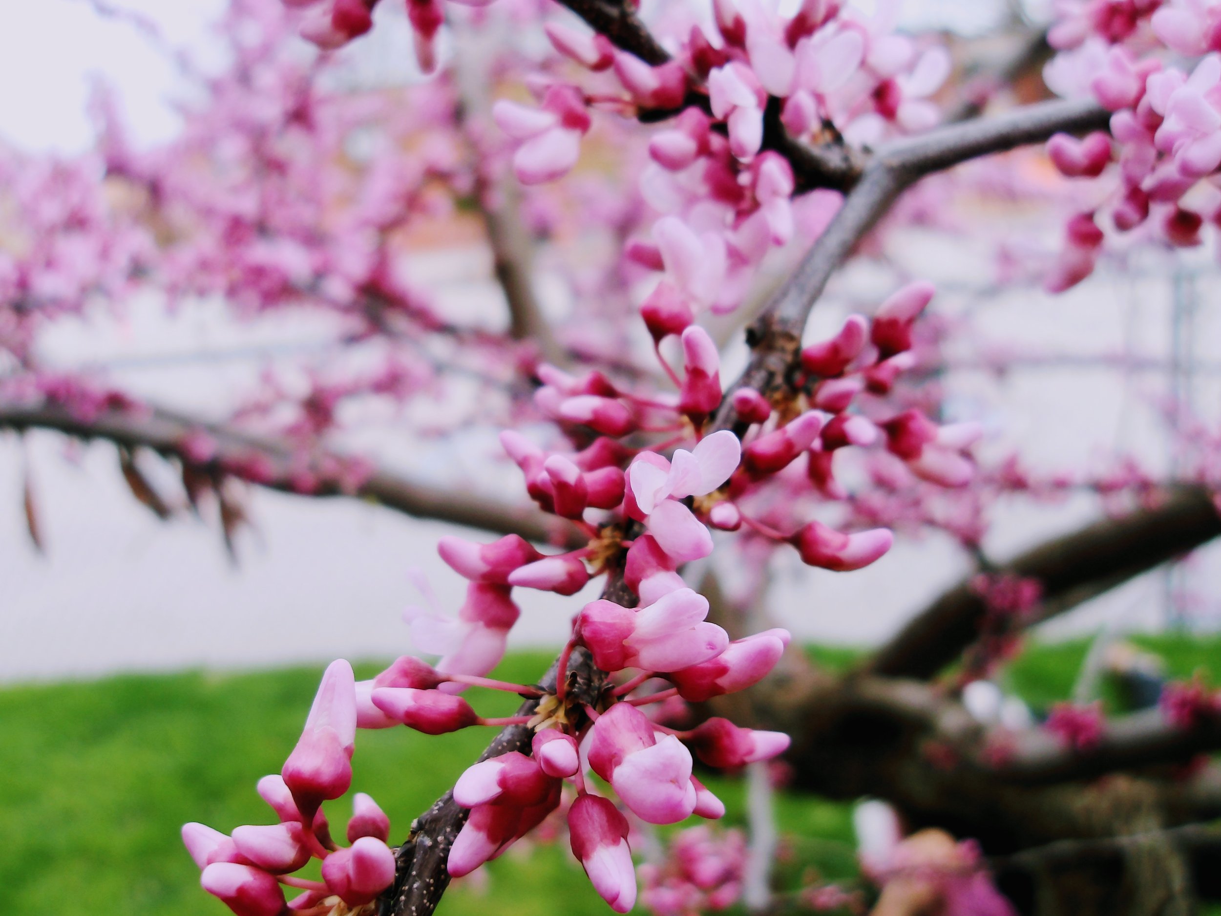 Isabella - St. Mary Choir & Orchestra Catholic School